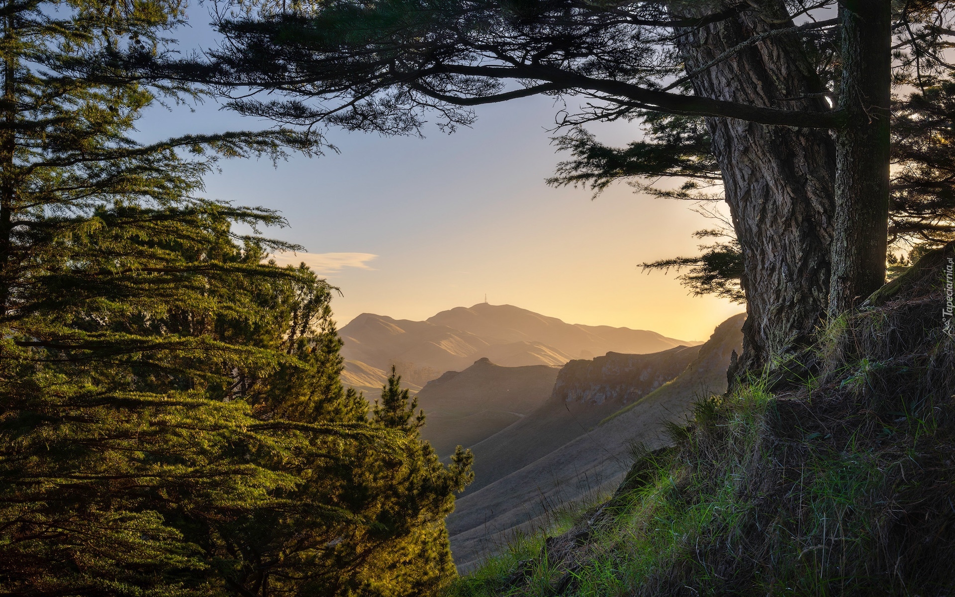 Nowa Zelandia, Te Mata Park, Góry, Mount Erin, Drzewa, Sosny