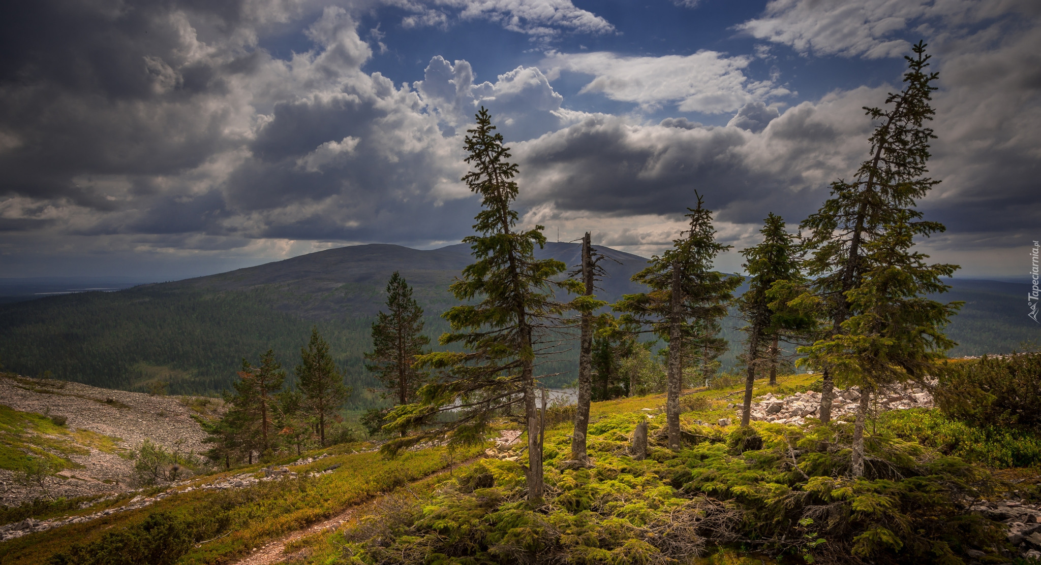 Finlandia, Laponia, Góra Ylläs, Wzgórza, Góry, Drzewa, Trawa, Mech, Chmury