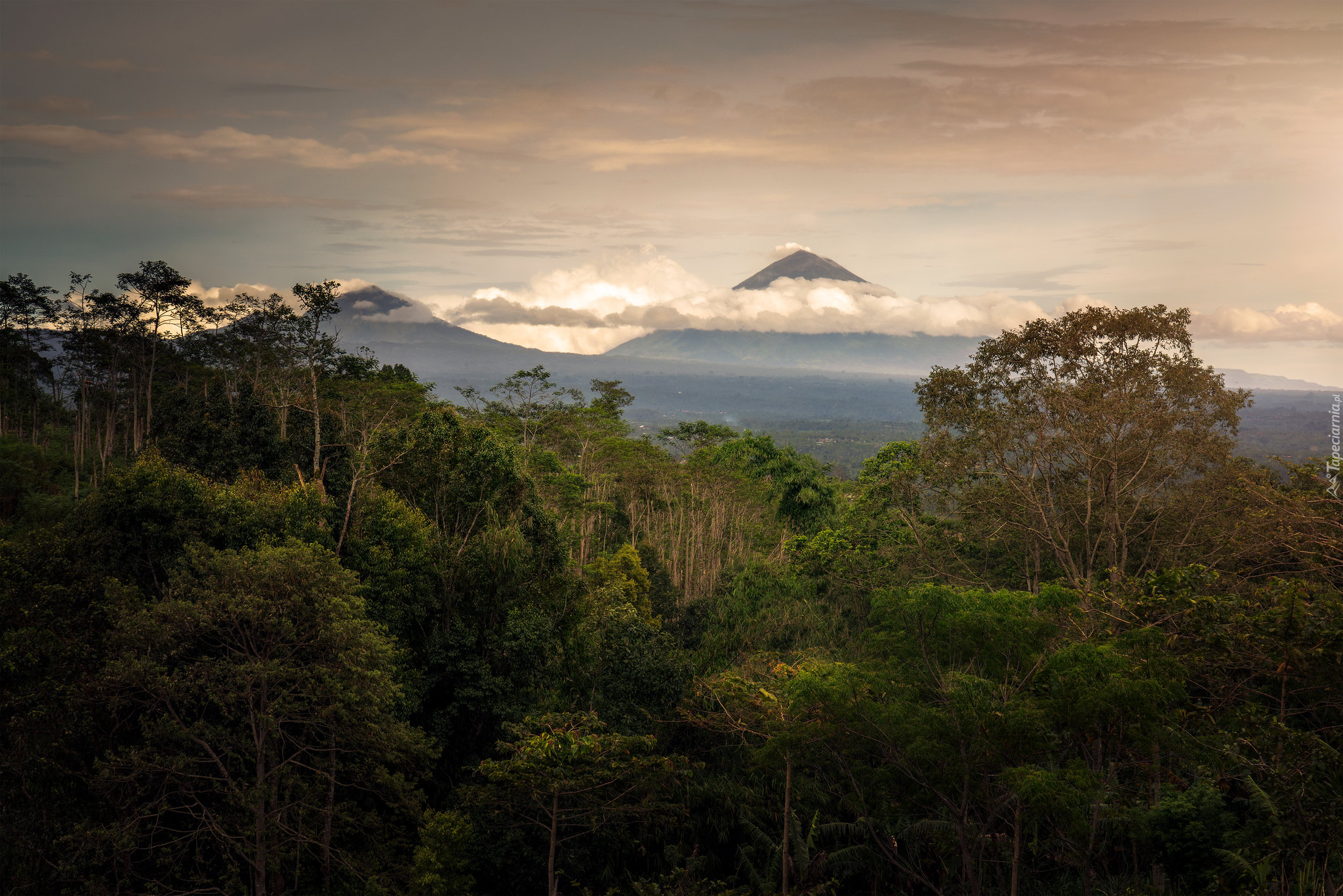 Las, Drzewa, Góry, Bali, Indonezja