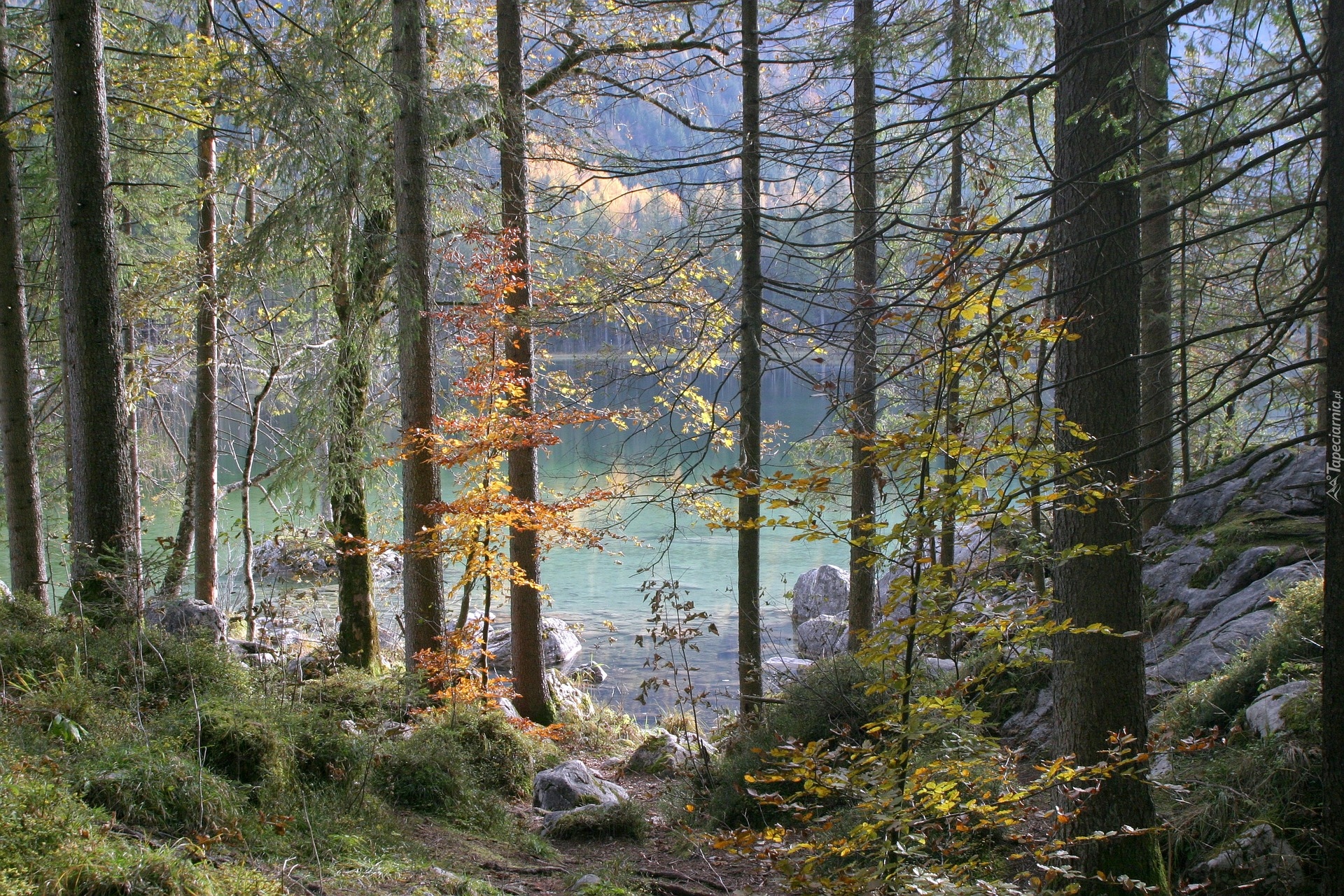 Jezioro Hintersee, Skały, Las, Drzewa, Park Narodowy Berchtesgaden, Bawaria, Niemcy