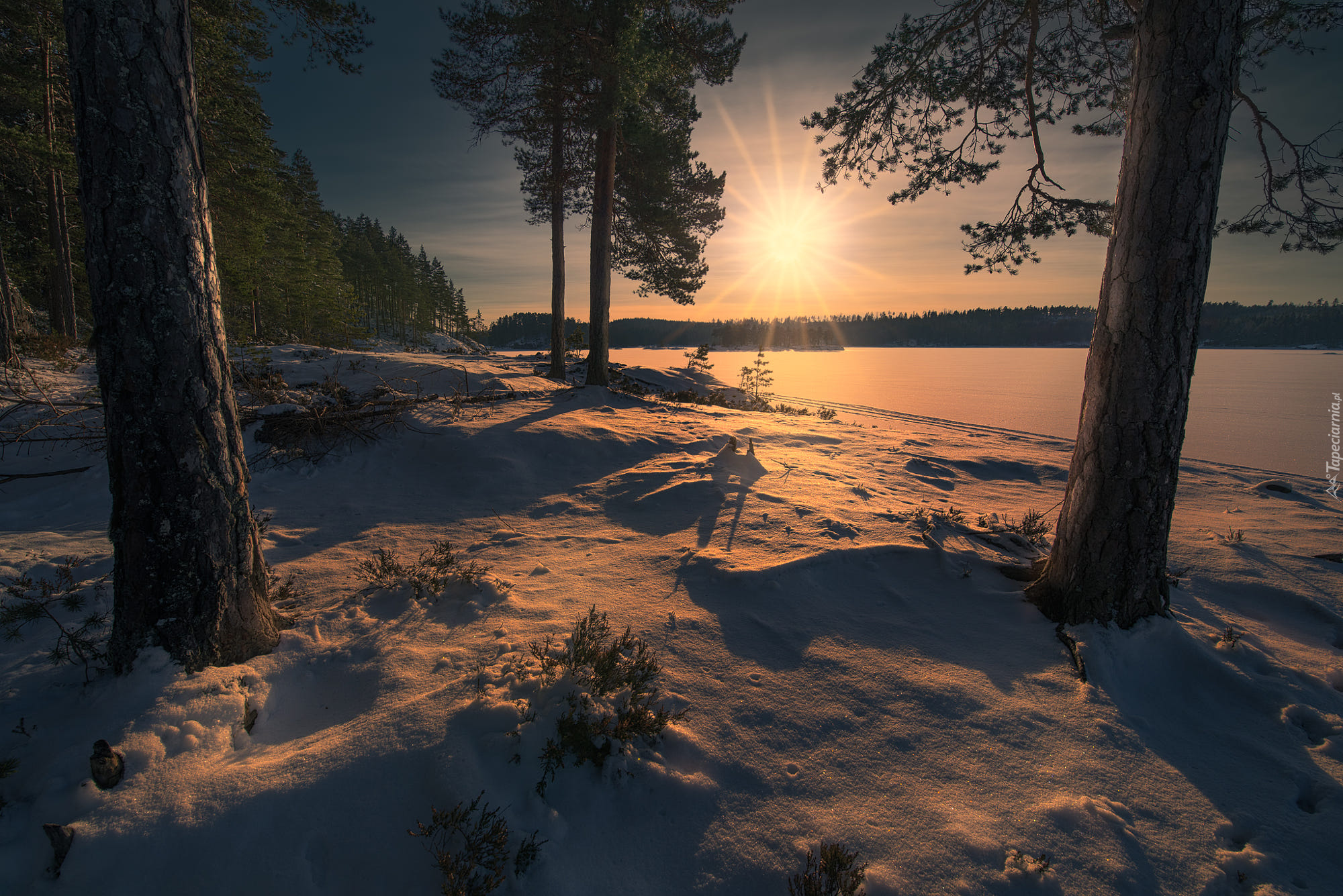 Zima, Drzewa, Jezioro, Śnieg, Promienie słońca, Ringerike, Norwegia