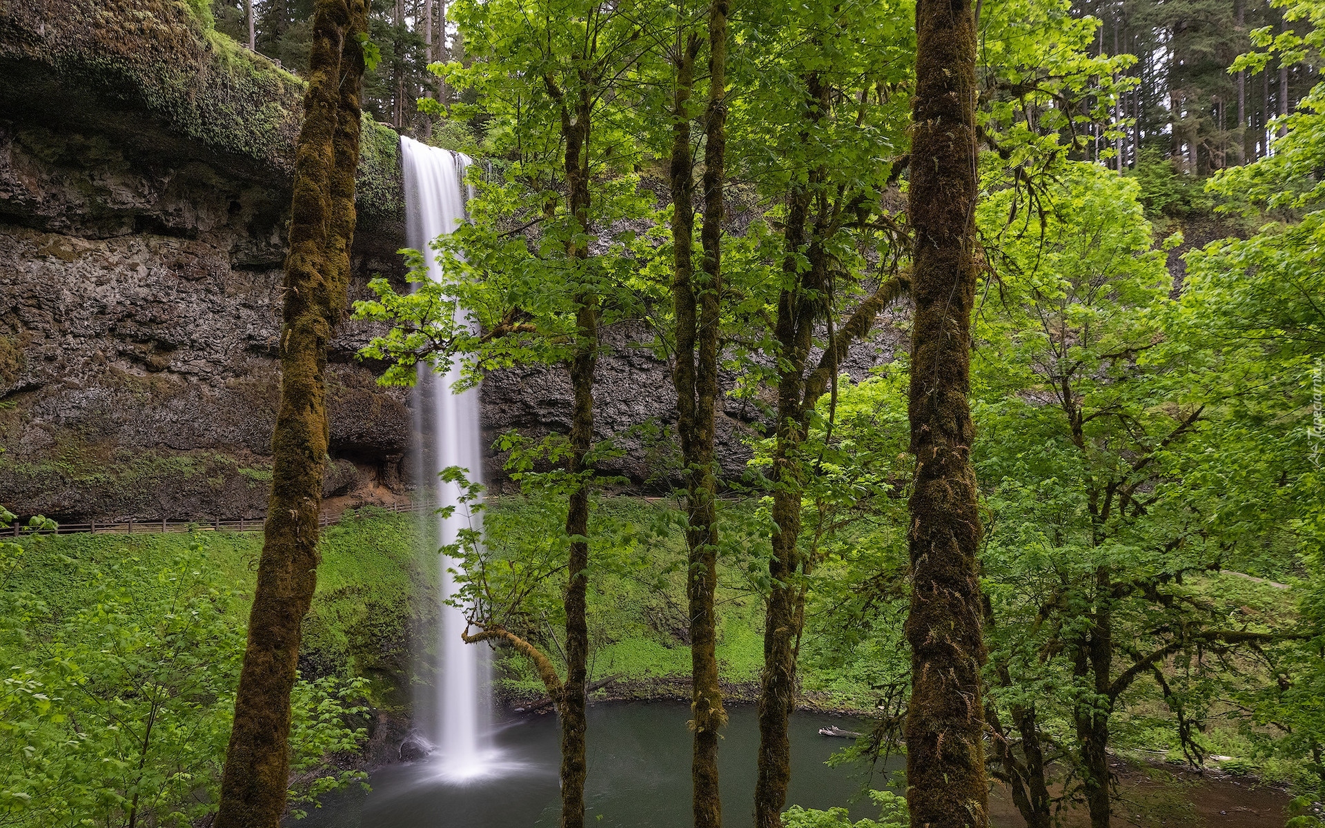 Stany Zjednoczone, Oregon, Park stanowy, Silver Falls State Park, Wodospad South Falls, Omszałe, Drzewa