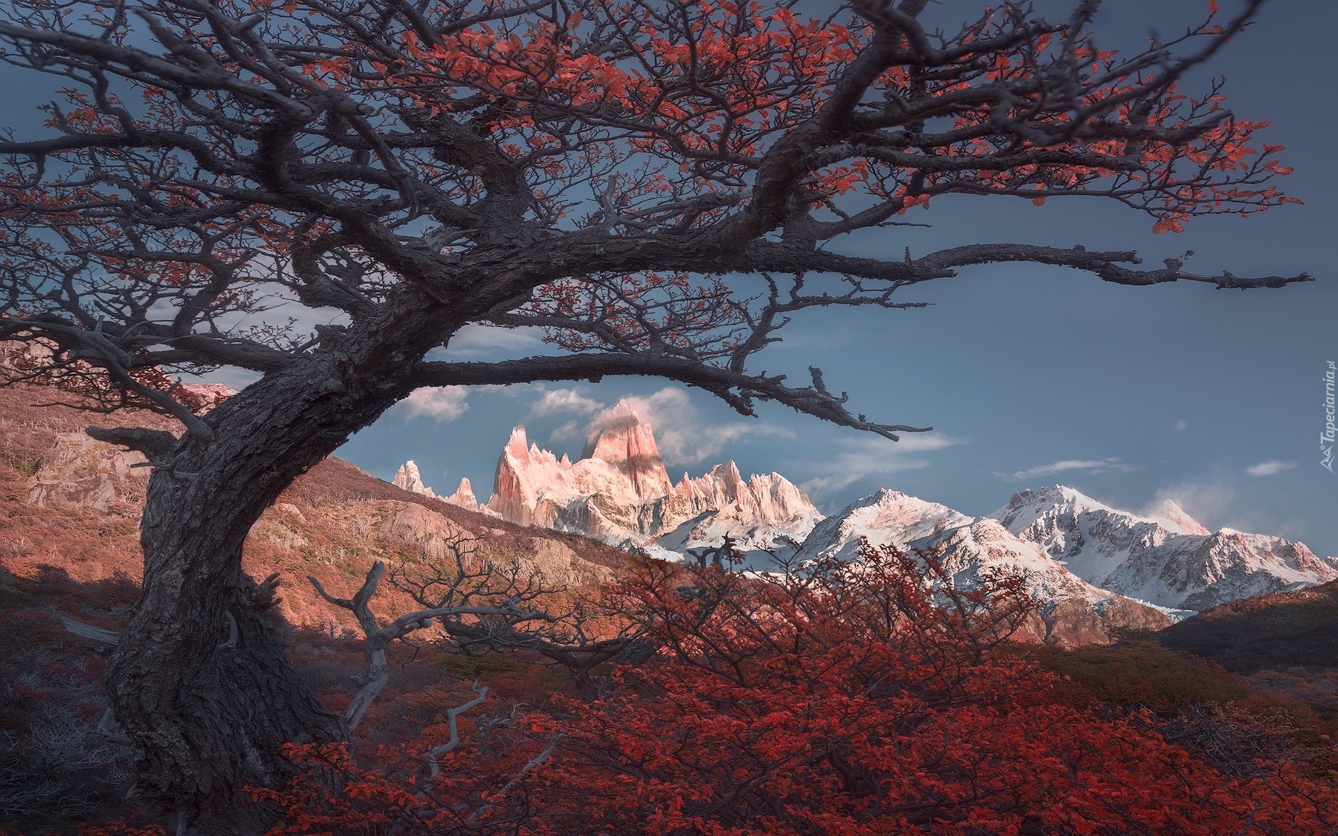 Argentyna, Patagonia, Góry Andy, Szczyt Fitz Roy, Drzewa, Kolorowa, Roślinność, Jesień, Park Narodowy Los Glaciares