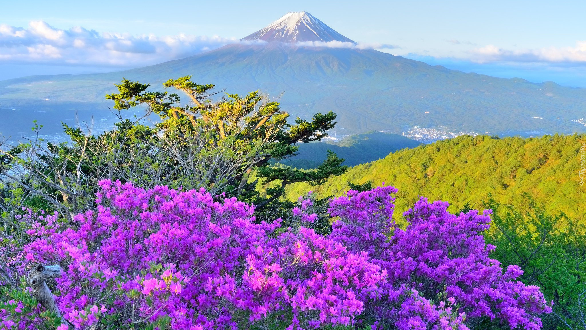 Góra Mitsutogeyama, Iglaki, Fioletowe, Kwiaty, Japonia