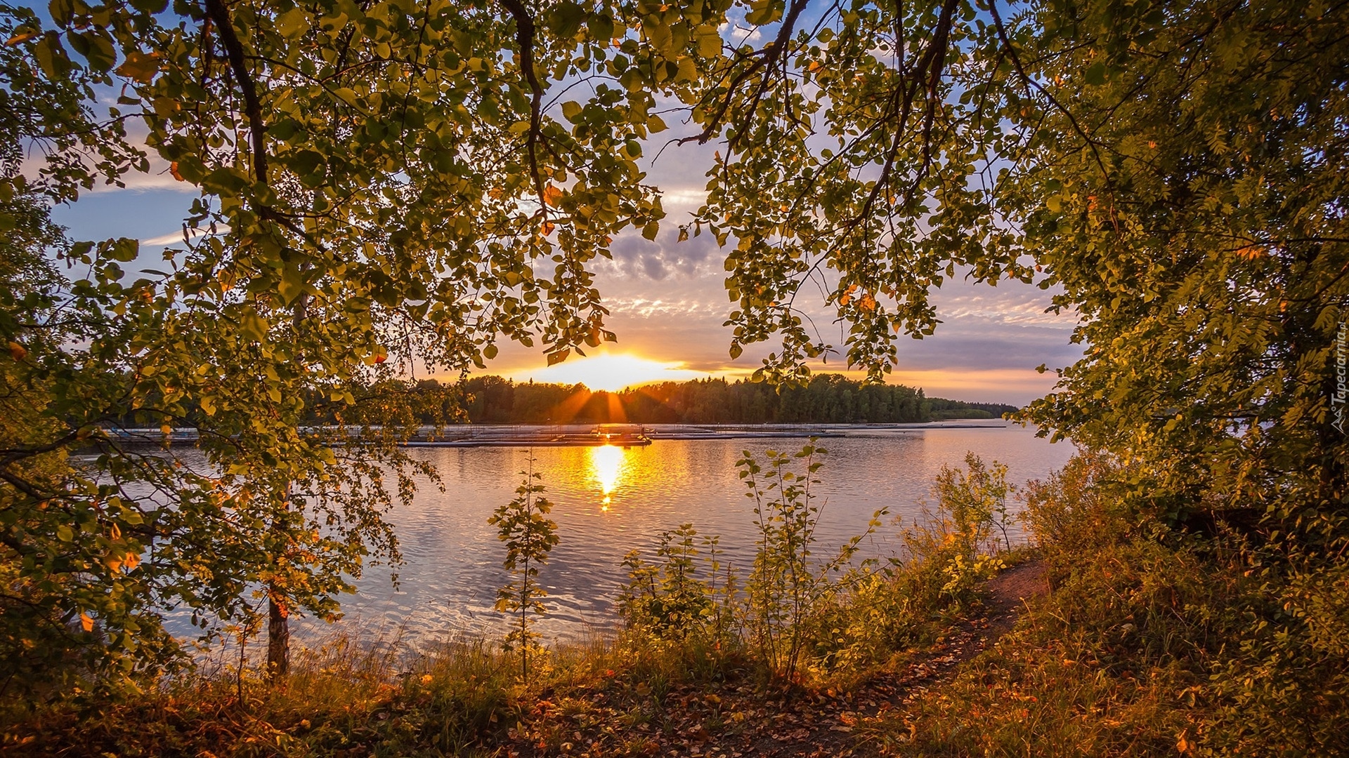 Rzeka, Gałęzie, Drzewa, Las, Wschód słońca