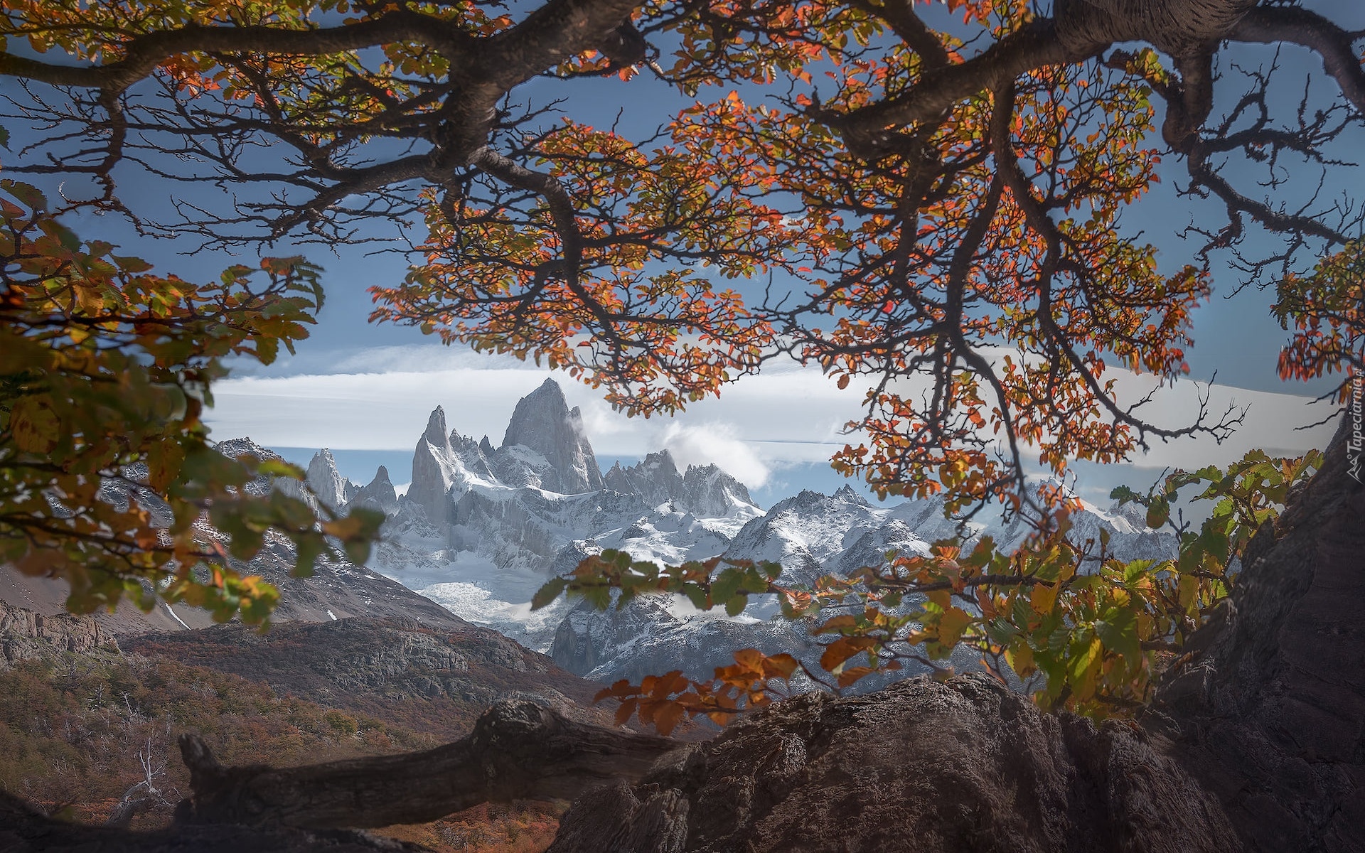 Jesień, Góry Andy, Góra, Fitz Roy, Park Narodowy Los Glaciares, Drzewa, Patagonia, Argentyna