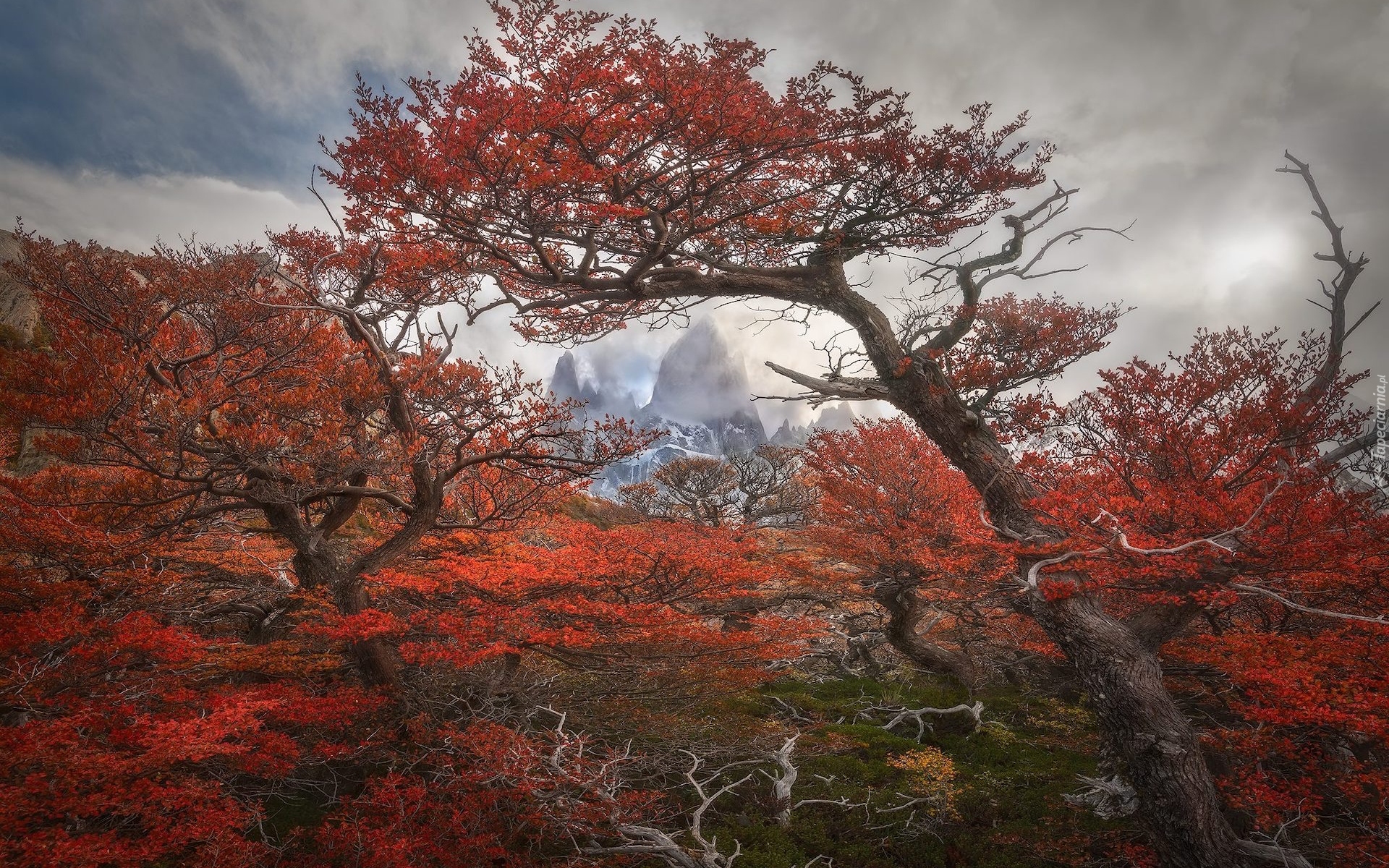 Jesień, Góry Andy, Góra, Fitz Roy, Park Narodowy Los Glaciares, Drzewa, Gałęzie, Mgła, Patagonia, Argentyna