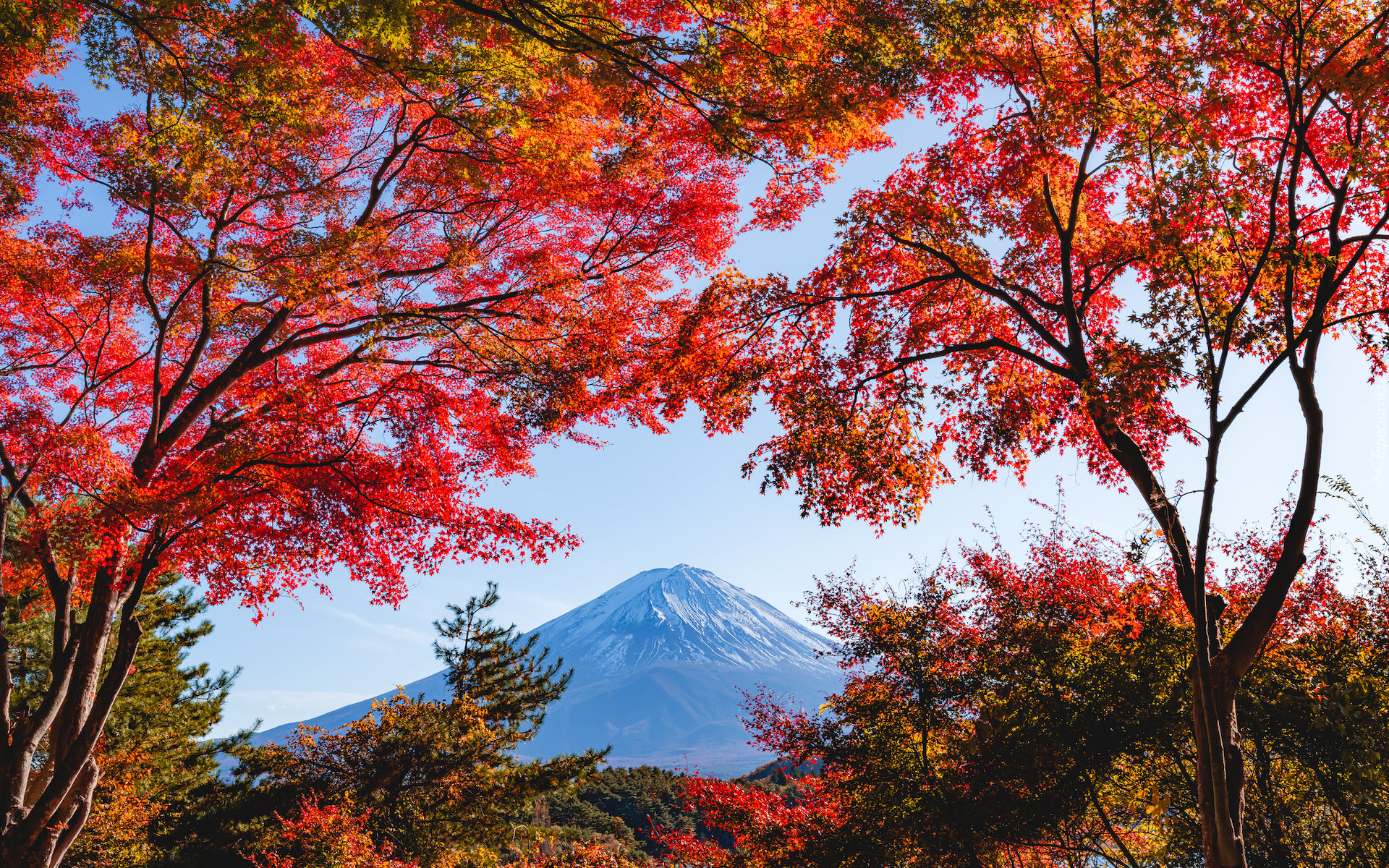 Japonia, Góra Fudżi, Mount Fuji, Jesień, Drzewa, Gałęzie, Czerwone, Liście