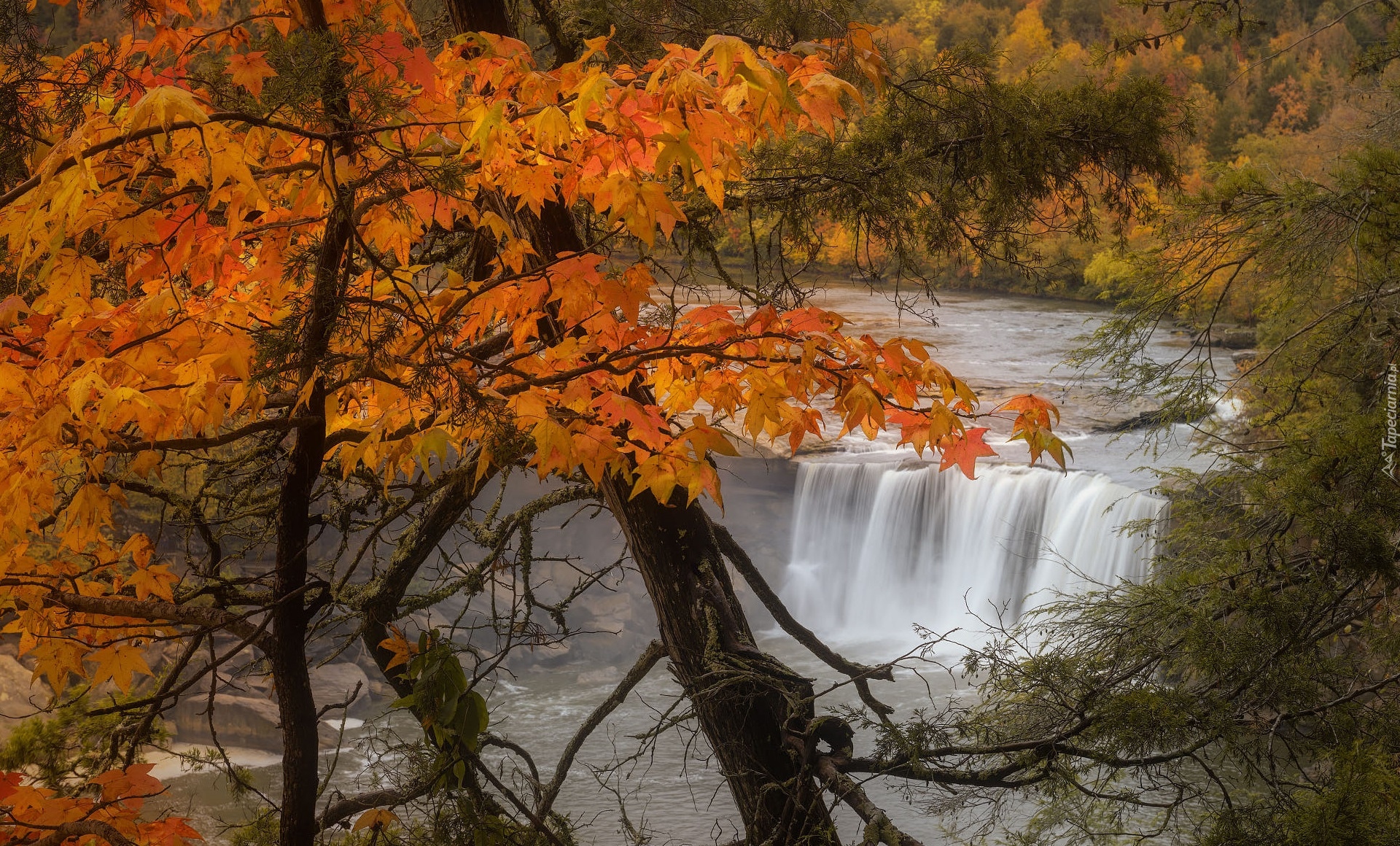 Wodospad, Cumberland Falls, Drzewa, Jesień, Kentucky, Stany Zjednoczone