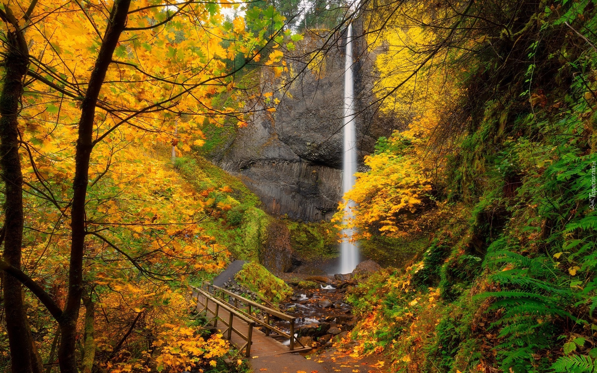 Stany Zjednoczone, Oregon, Wodospad, Latourell Falls, Mostek, Drzewa, Roślinność, Skały, Kamienie, Jesień, Liście