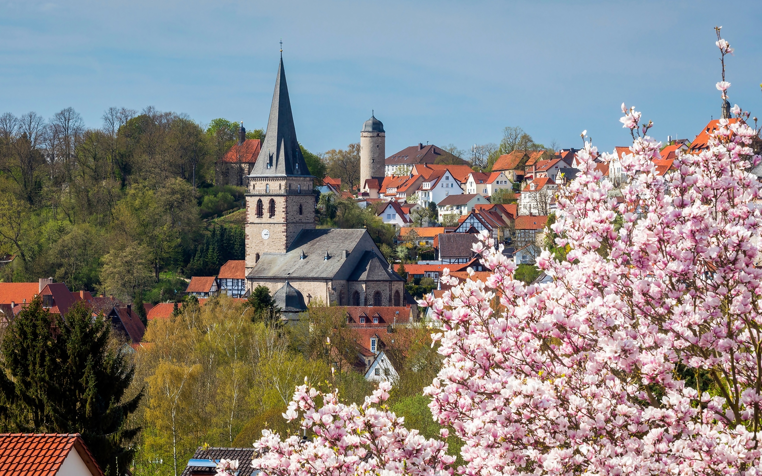 Niemcy, Nadrenia Północna-Westfalia, Miasto Warburg, Kwitnąca, Magnolia, Kościół, Domy, Drzewa, Wiosna