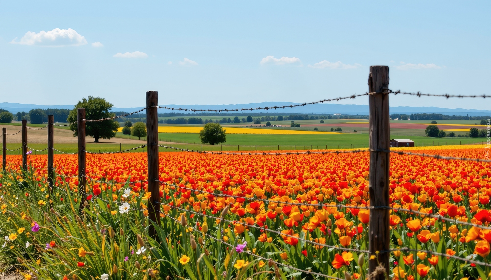 Tulipany, Pole, Ogrodzenie