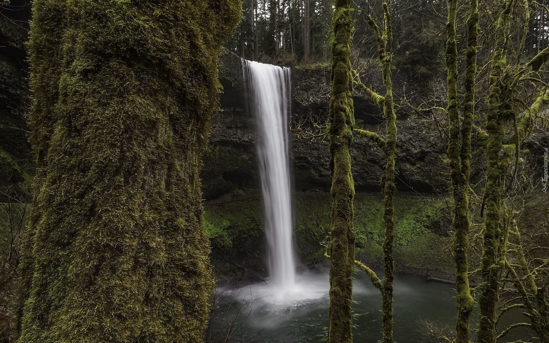 Stany Zjednoczone, Oregon, Silver Falls State Park, Wodospad South Falls, Omszałe, Drzewa