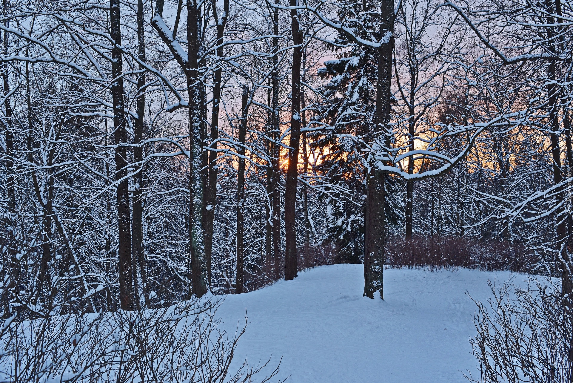 Zima, Las, Drzewa, Śnieg, Wieczór