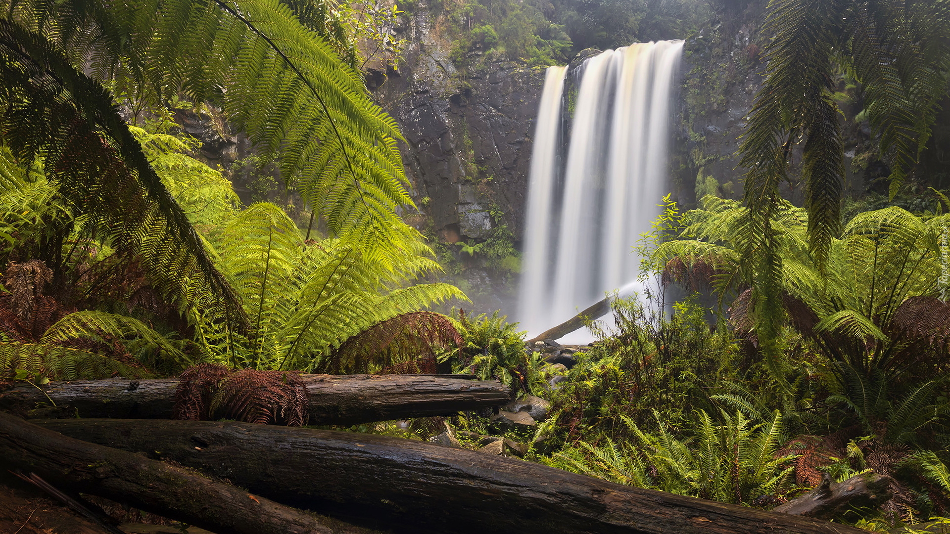 Wodospad, Hopetoun Falls, Paprocie, Kłody, Skała, Park Narodowy Great Otway, Stan Wiktoria, Australia