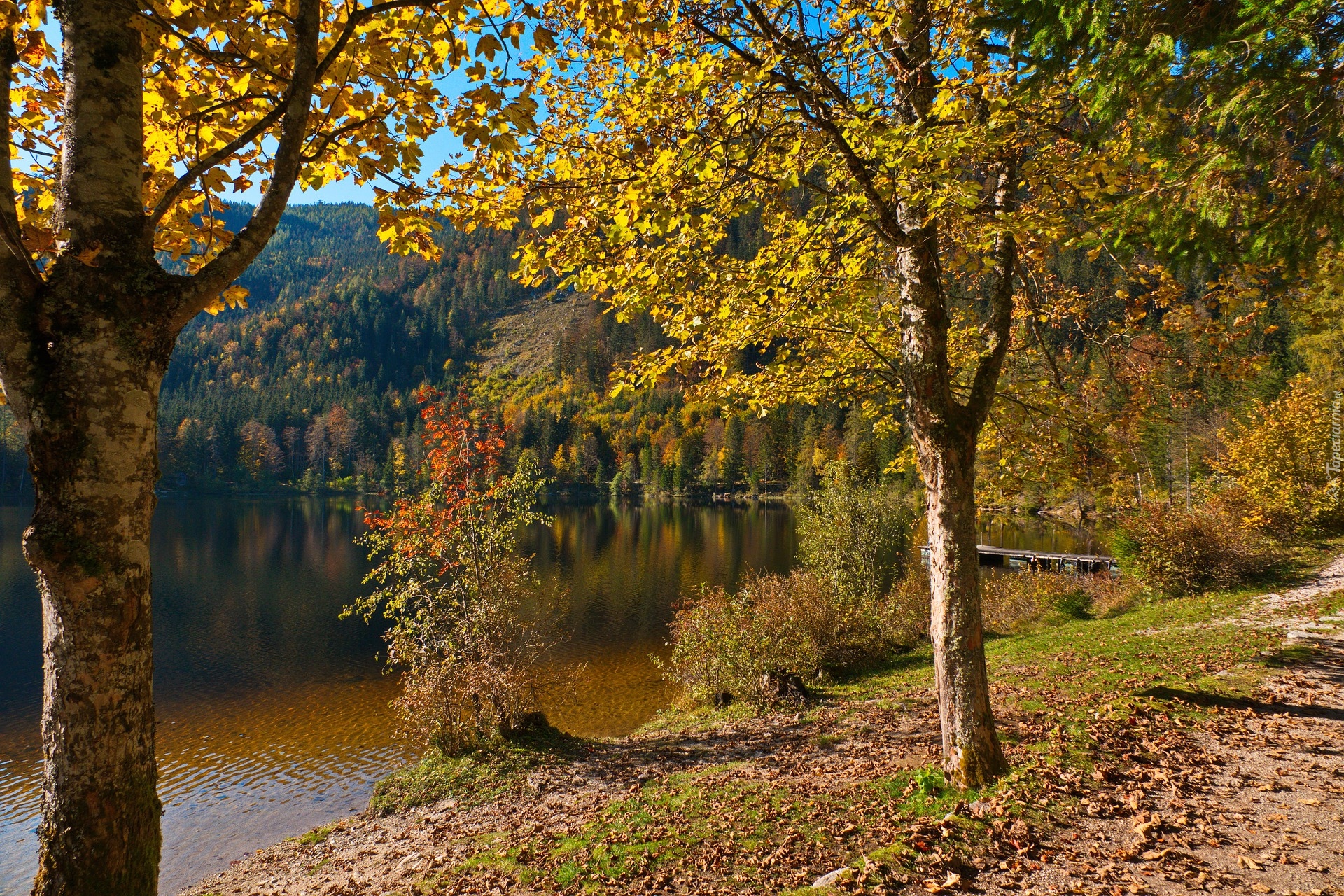 Jesień, Drzewa, Las, Jezioro, Pomost