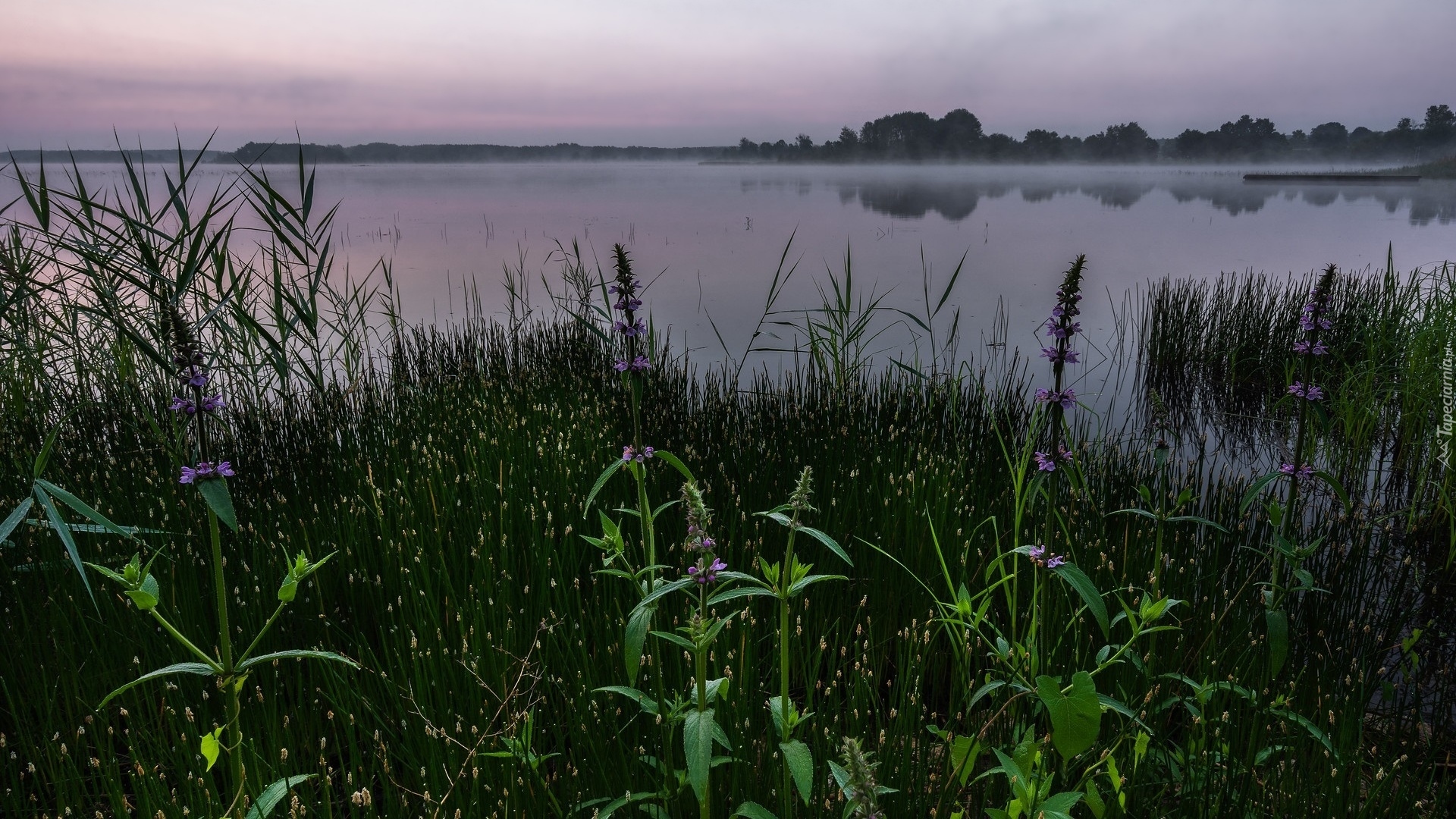 Jezioro, Mgła, Drzewa, Rośliny, Poranek