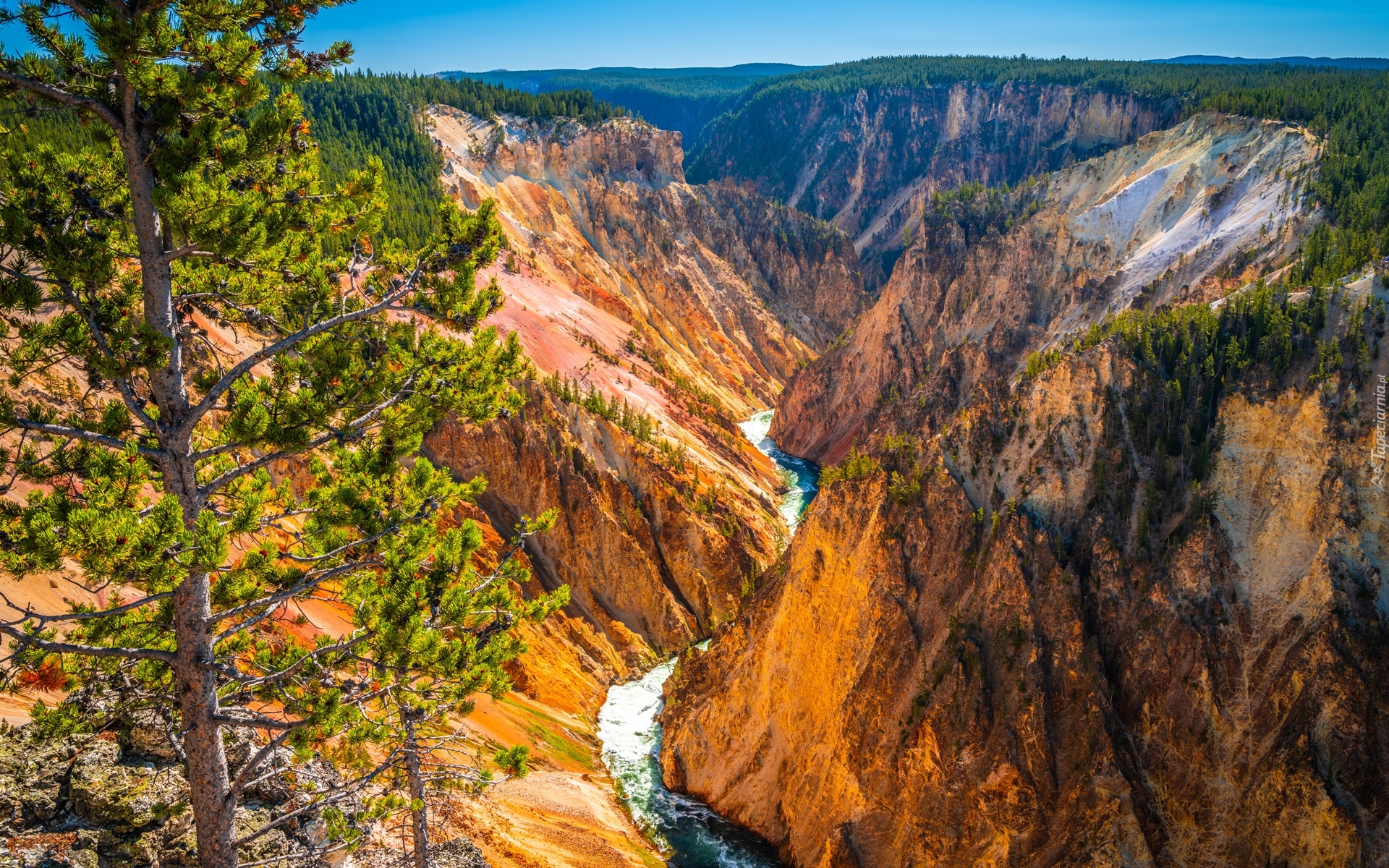 Góry, Wąwóz, Wielki Kanion Yellowstone, Rzeka, Yellowstone River, Drzewo, Park Narodowy Yellowstone, Stan Wyoming, Stany Zjednoczone