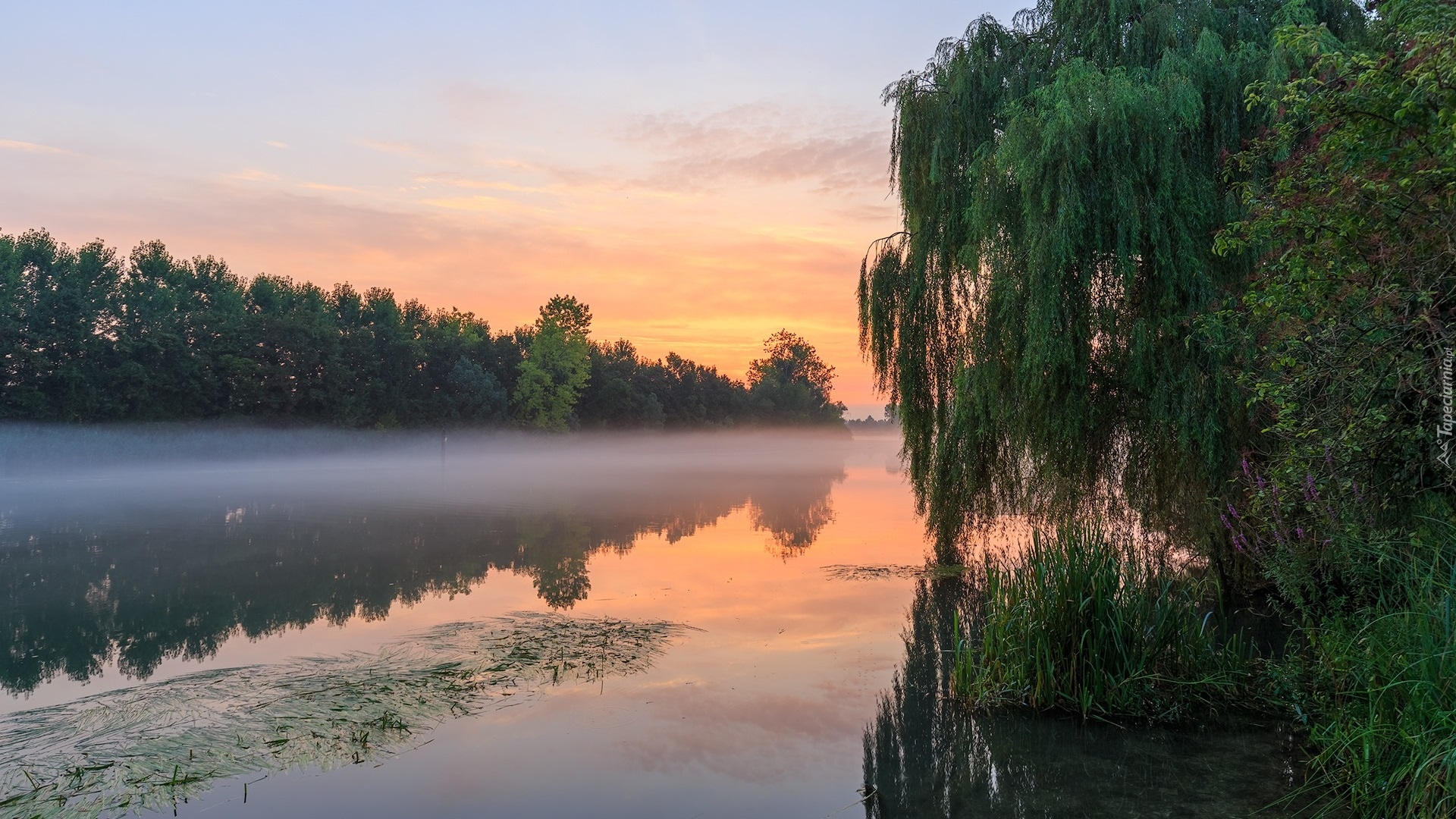 Jezioro, Drzewa, Wierzba płacząca, Mgła, Zachód słońca