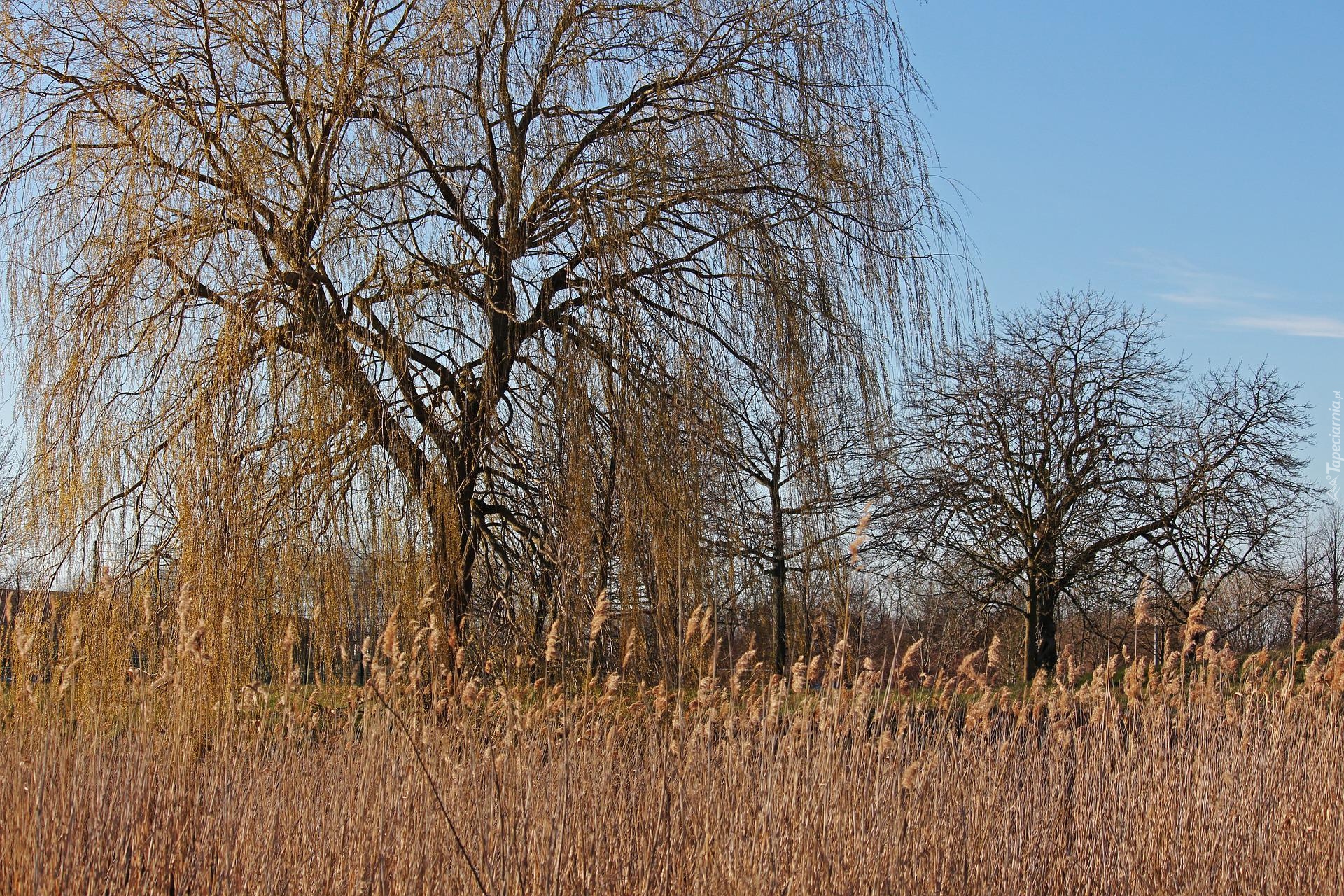 Trawa, Drzewa, Wierzba płacząca