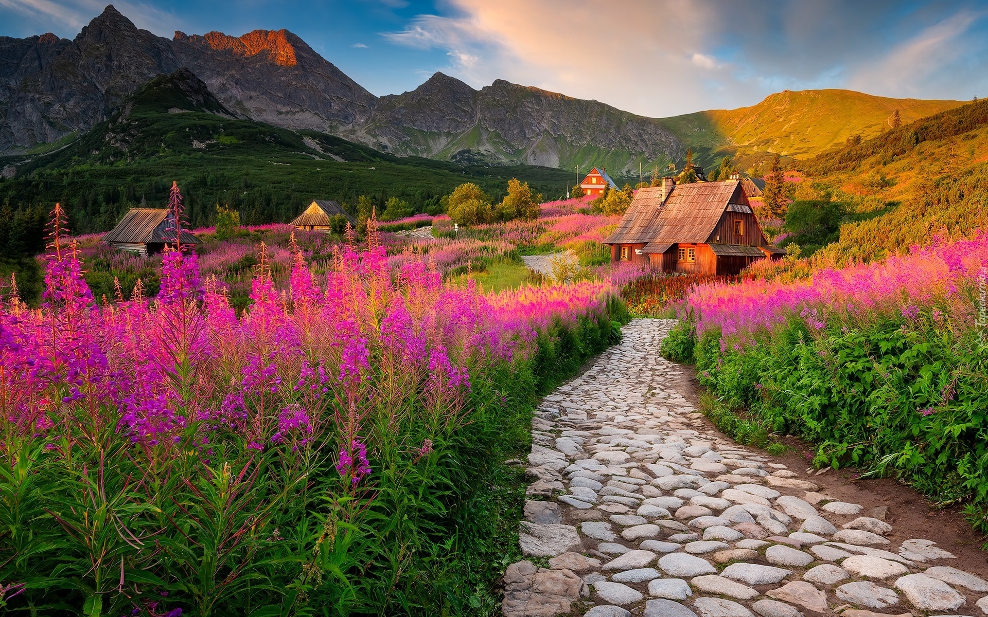 Góry, Tatry, Hala Gąsienicowa, Droga, Domy, Drewniane, Kwiaty, Chmury, Wierzbówka kiprzyca, Tatrzański Park Narodowy, Polska