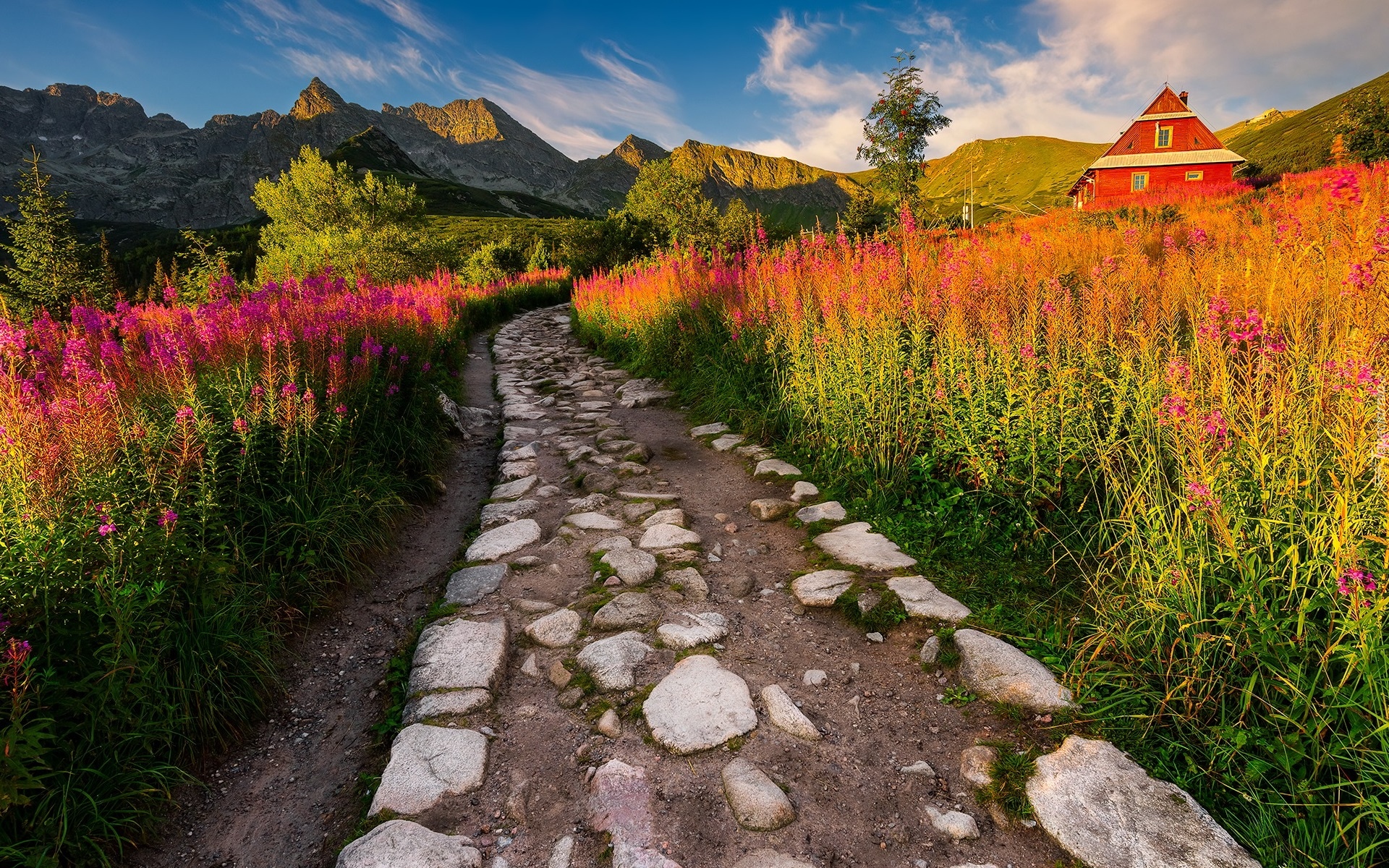 Góry Tatry, Hala Gąsienicowa, Droga, Domy, Drewniane, Kwiaty, Wierzbówka kiprzyca, Tatrzański Park Narodowy, Polska