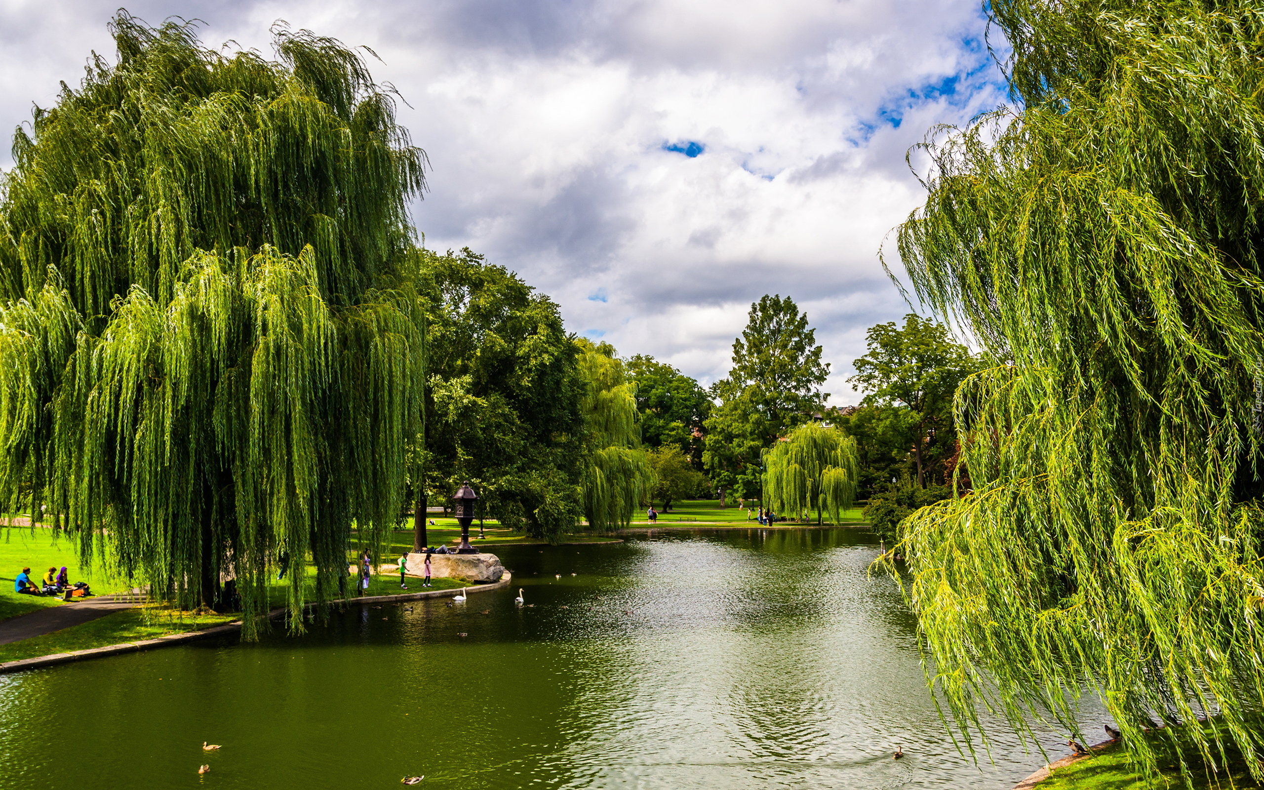 Park, Drzewa, Wierzby, Jezioro