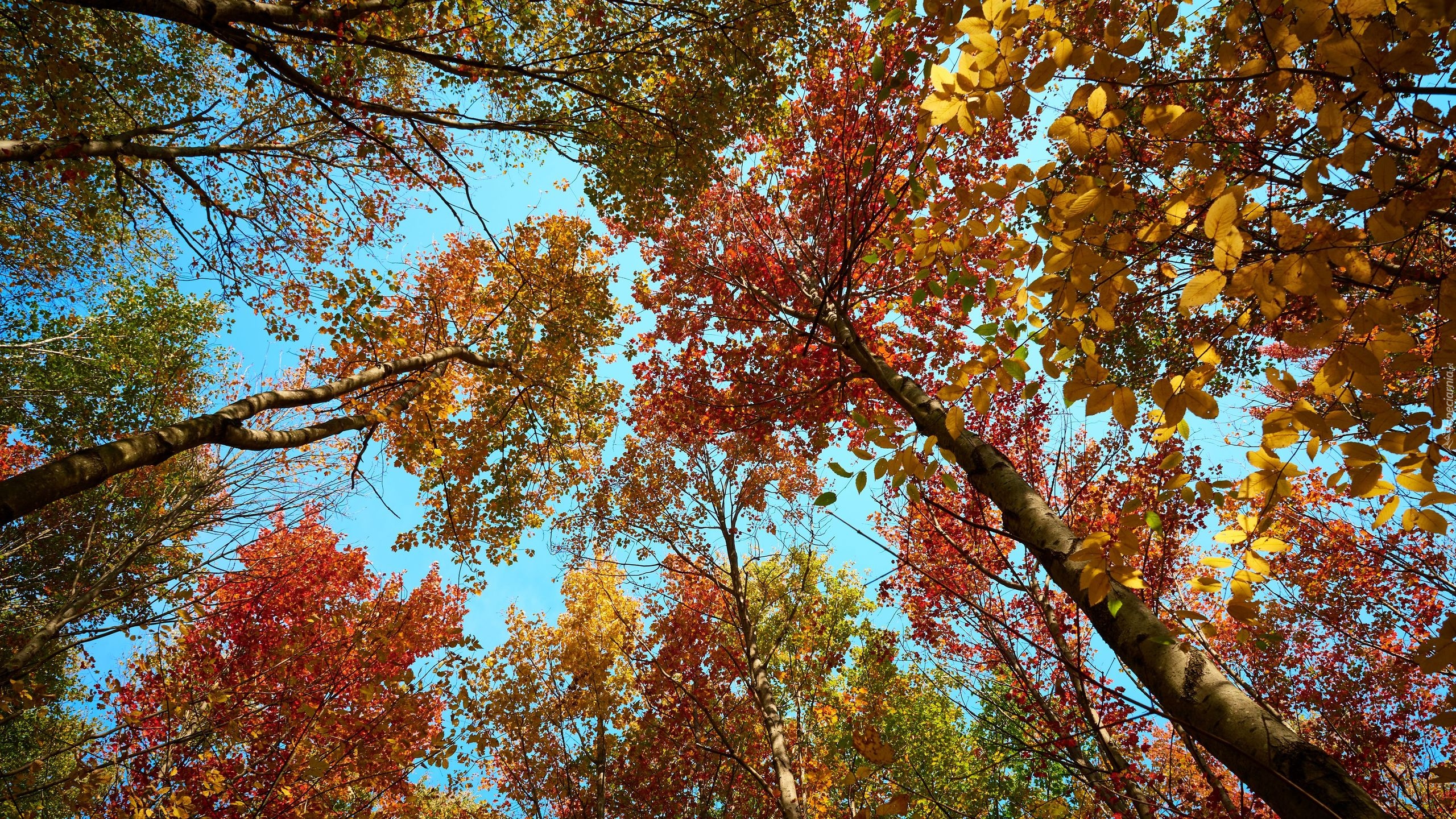 Drzewa, Wierzchołki, Jesień