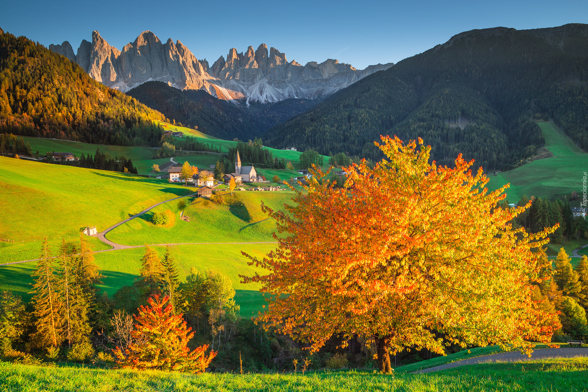 Włochy, Dolomity, Dolina Val di Funes, Wieś Santa Maddalena, Jesień, Góry, Masyw Odle, Lasy, Drzewa, Kościół