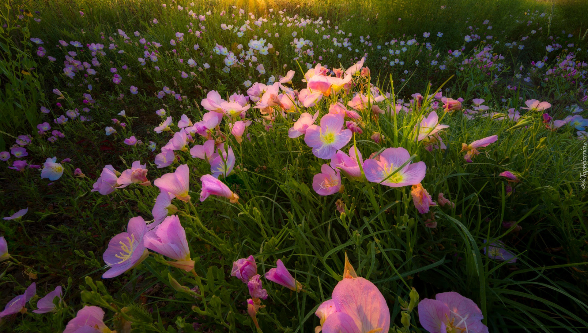 Kwiaty, Różowy, Wiesiołek, Oenothera rosea, Łąka