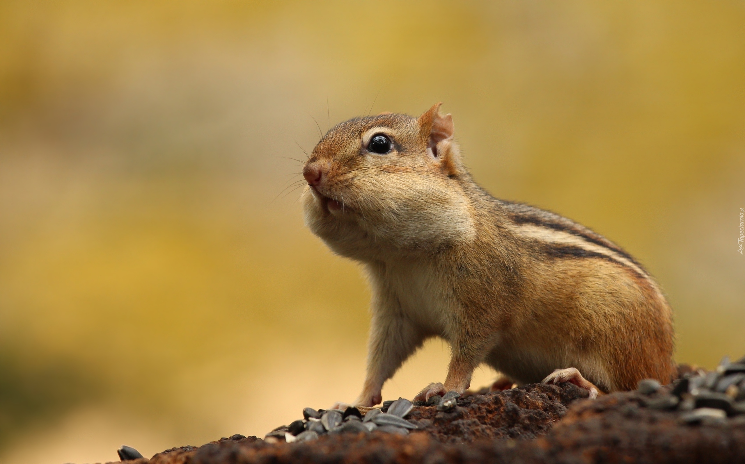 Wiewiórka, Chipmunk, Żółte, Tło