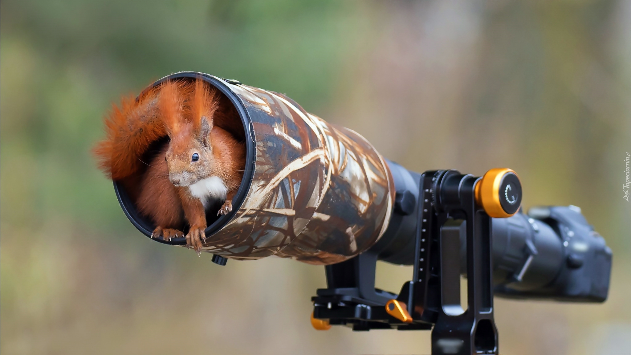 Wiewiórka, Schronienie, Obiektyw, Aparat fotograficzny