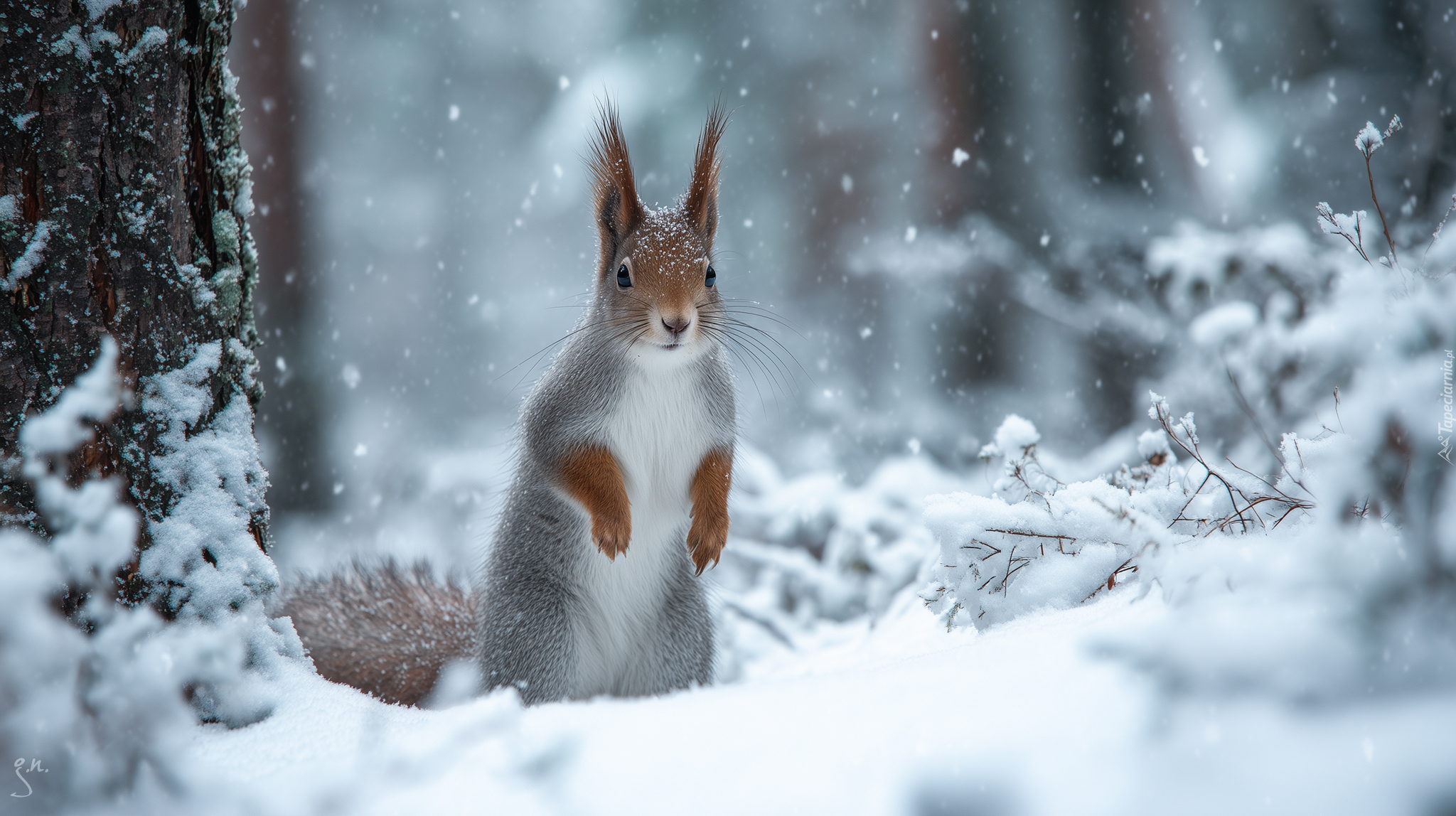 Wiewiórka, Zima, Śnieg, Grafika AI