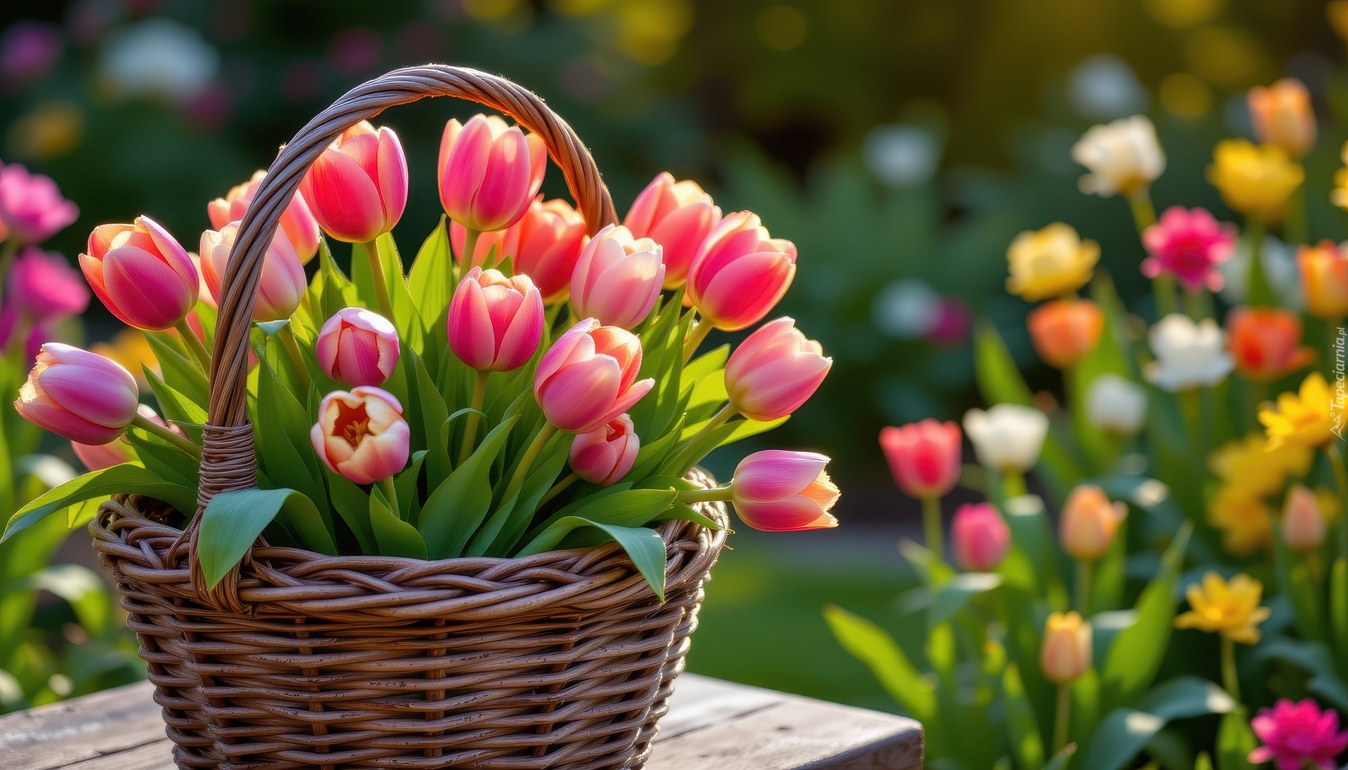 Różowe, Tulipany, Wiklinowy, Koszyk