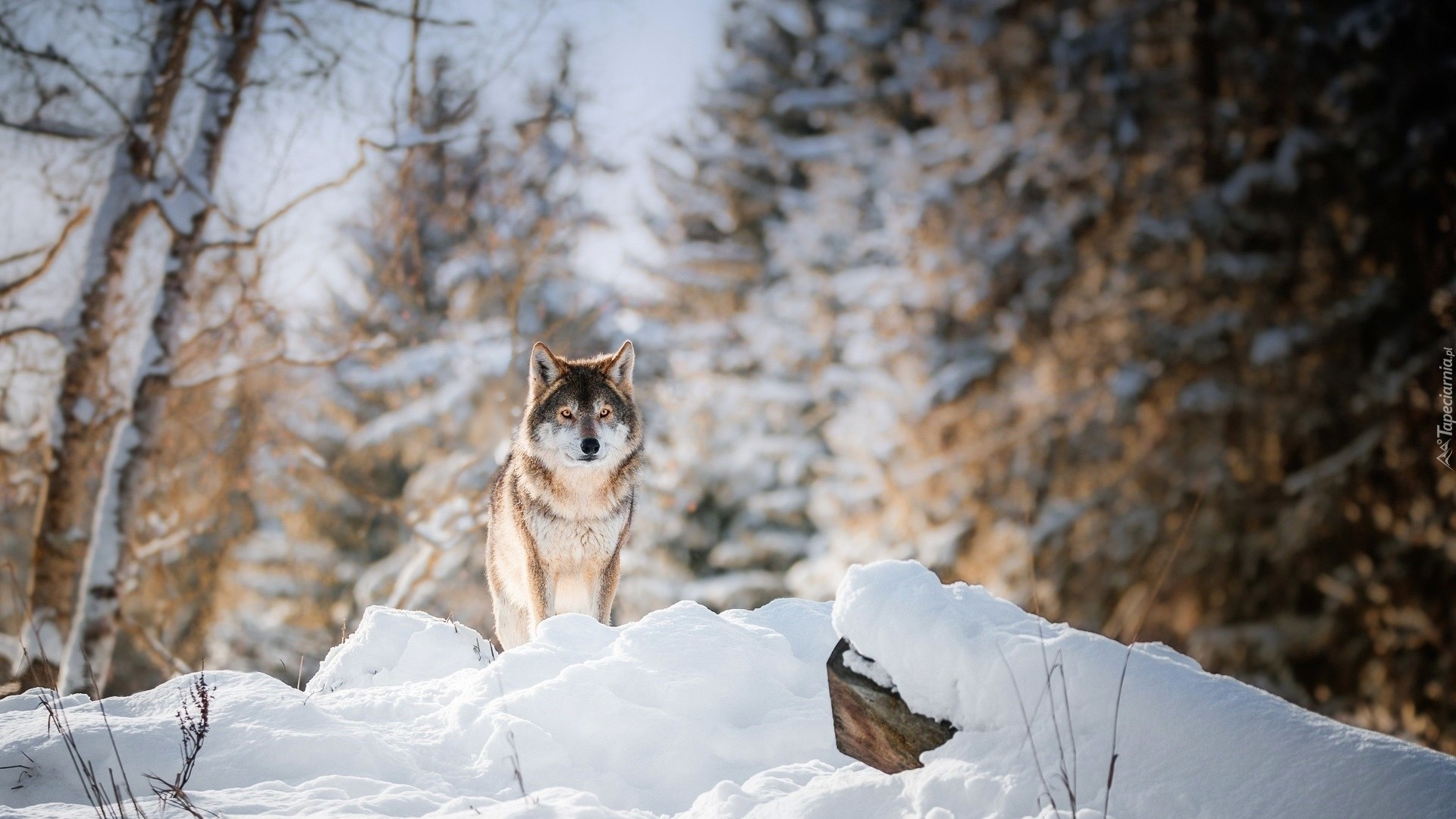 Zima, Śnieg, Wilk