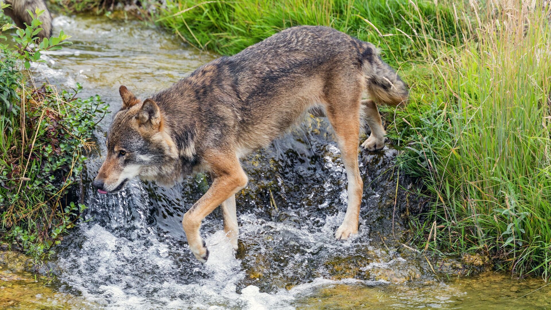 Wilk, Strumień, Trawa