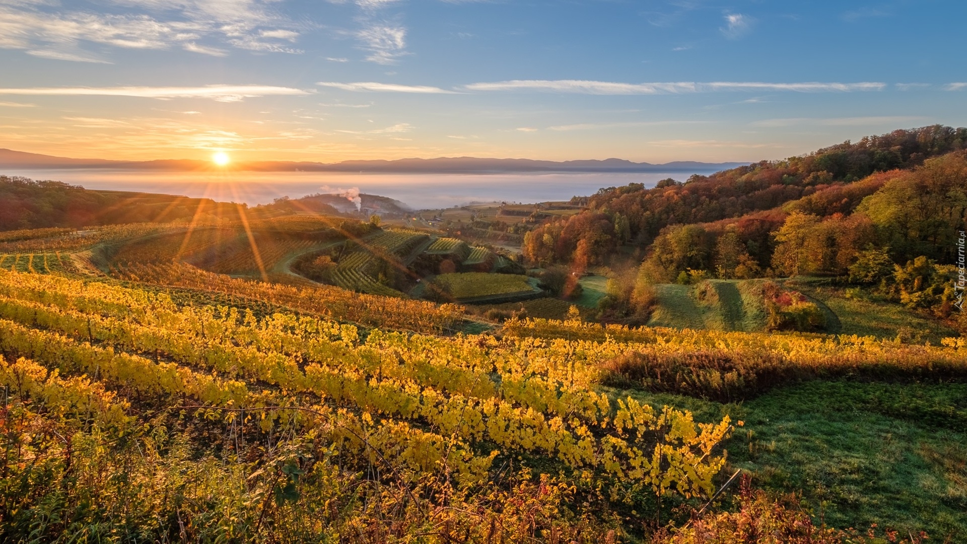 Wzgórza, Kaiserstuhl, Plantacja, Winnice, Wschód słońca, Badenia-Wirtembergia, Niemcy