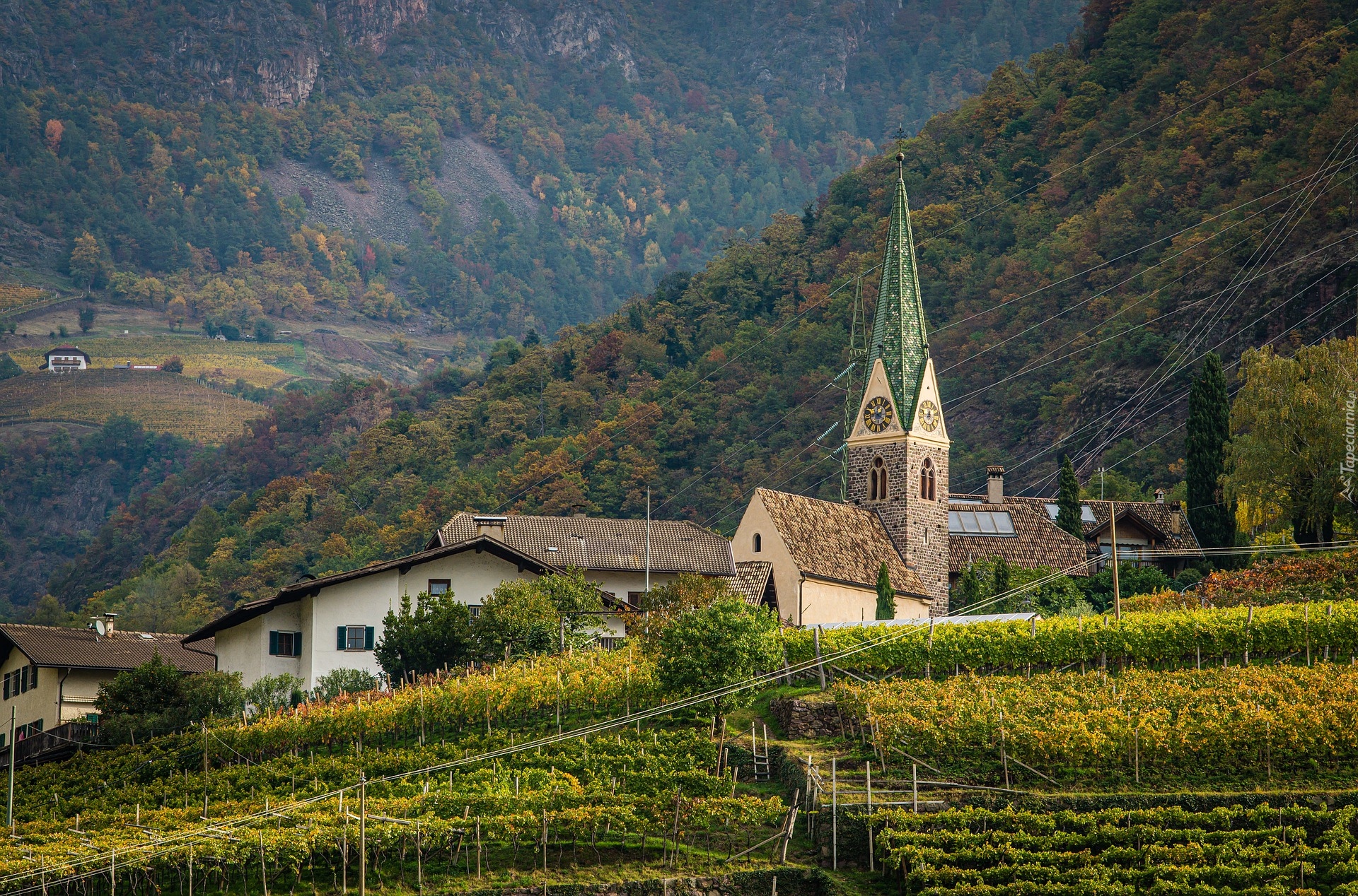 Kościół, Drzewa, Las, Winnice, Gmina Bolzano, Włochy