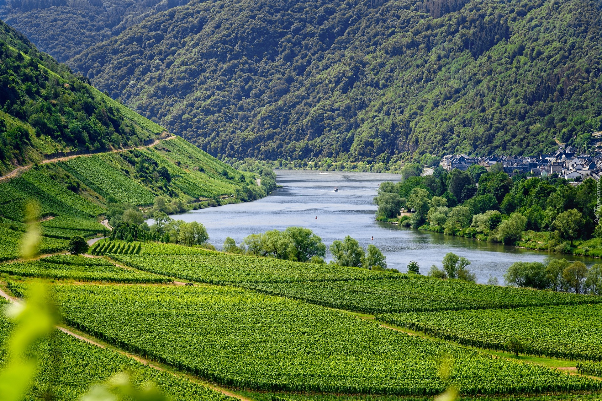Rzeka Mozela, Winnice, Roślinność, Saksonia, Niemcy