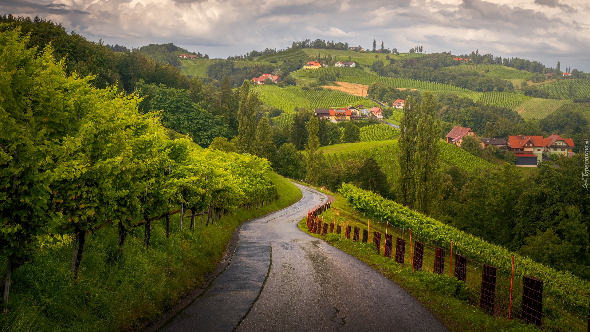 Winnice, Droga, Pola, Domy, Sudsteiermark, Styria, Austria