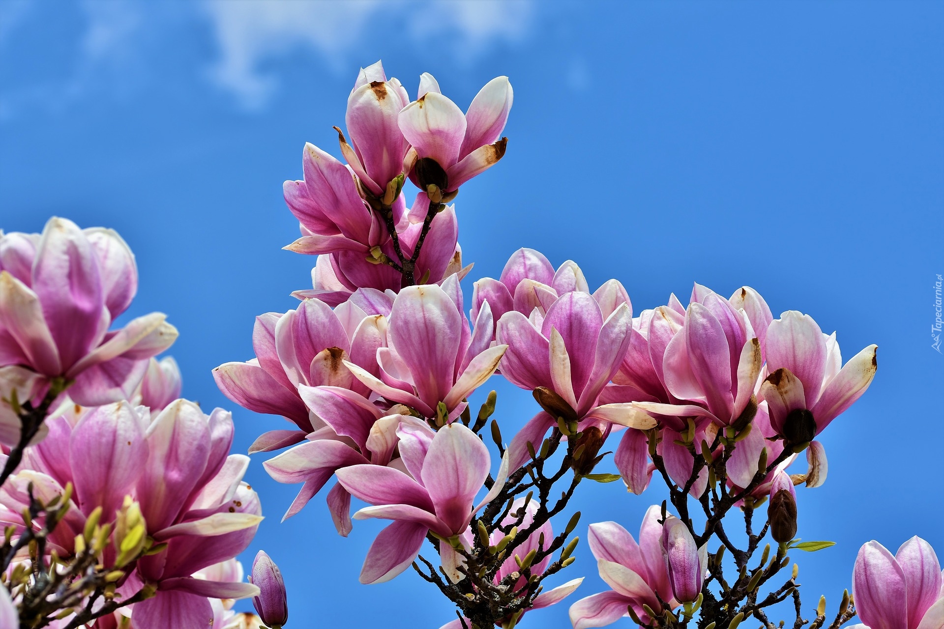 Kwiaty, Magnolia, Niebo