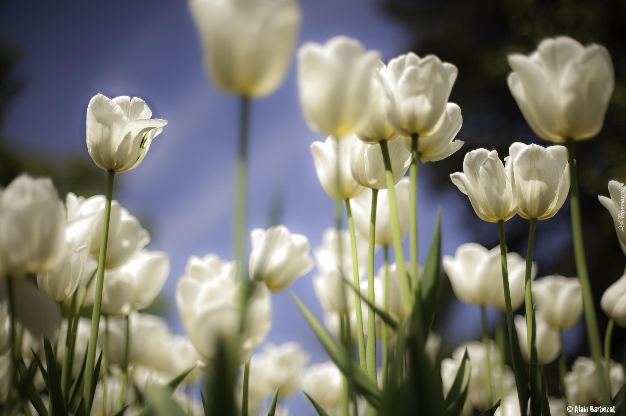 Kwiaty, Tulipany, Białe