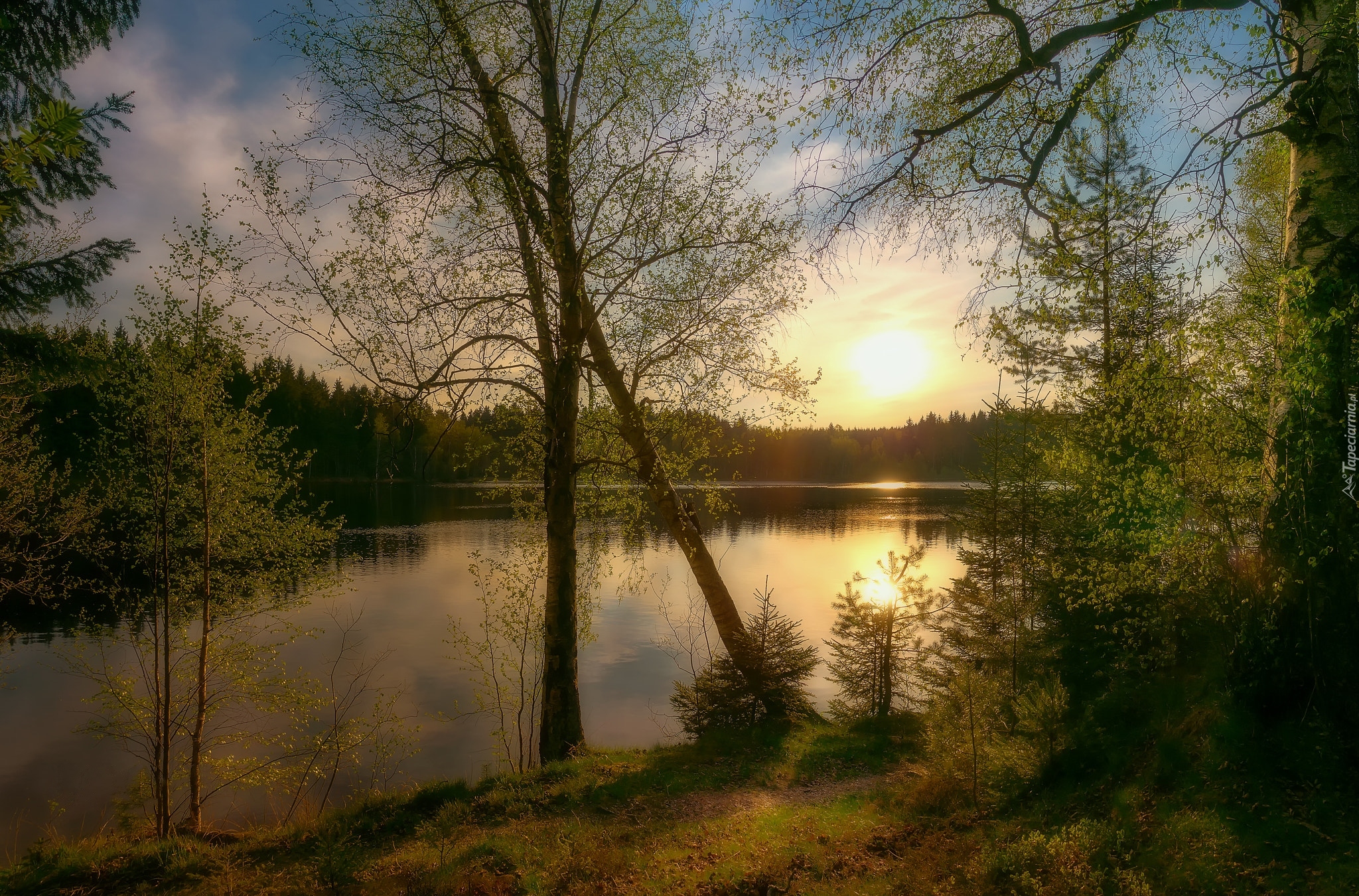 Jezioro, Zachód słońca, Wiosna, Brzozy, Las