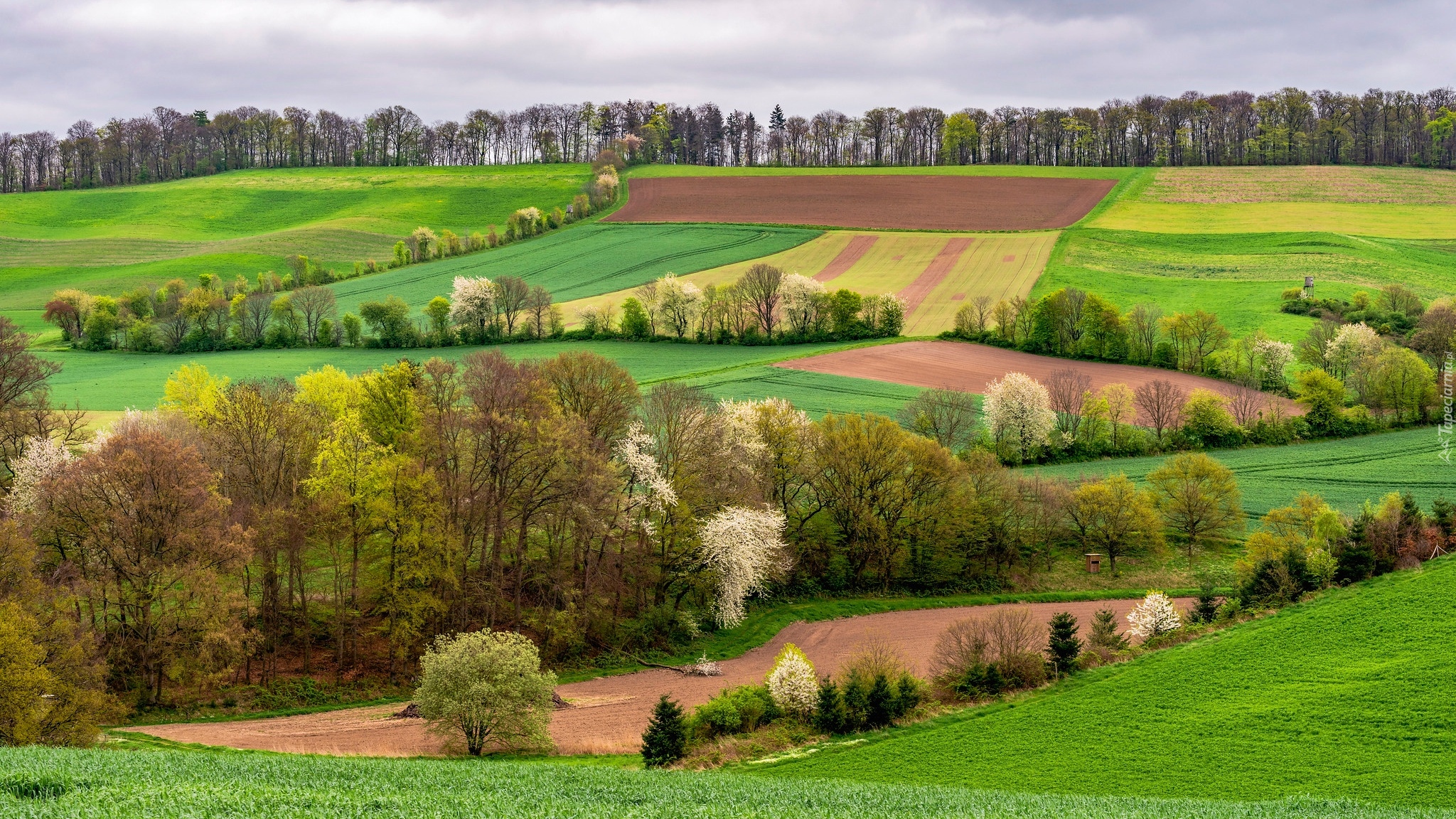 Niemcy, Nadrenia Palatynat, Eifel, Wiosna, Pola, Drzewa, Łąki