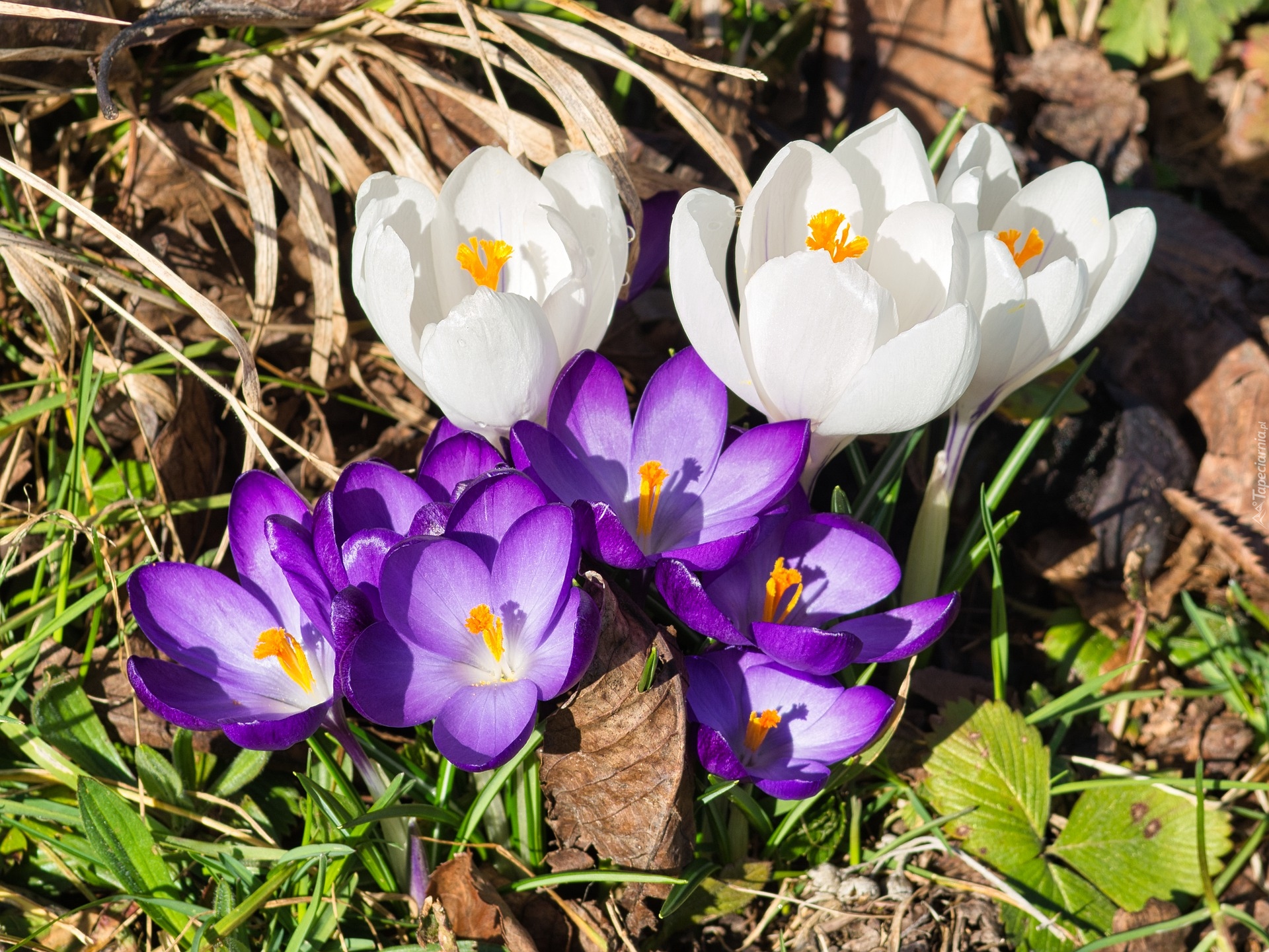 Kwiaty, Krokusy, Las, Wiosna