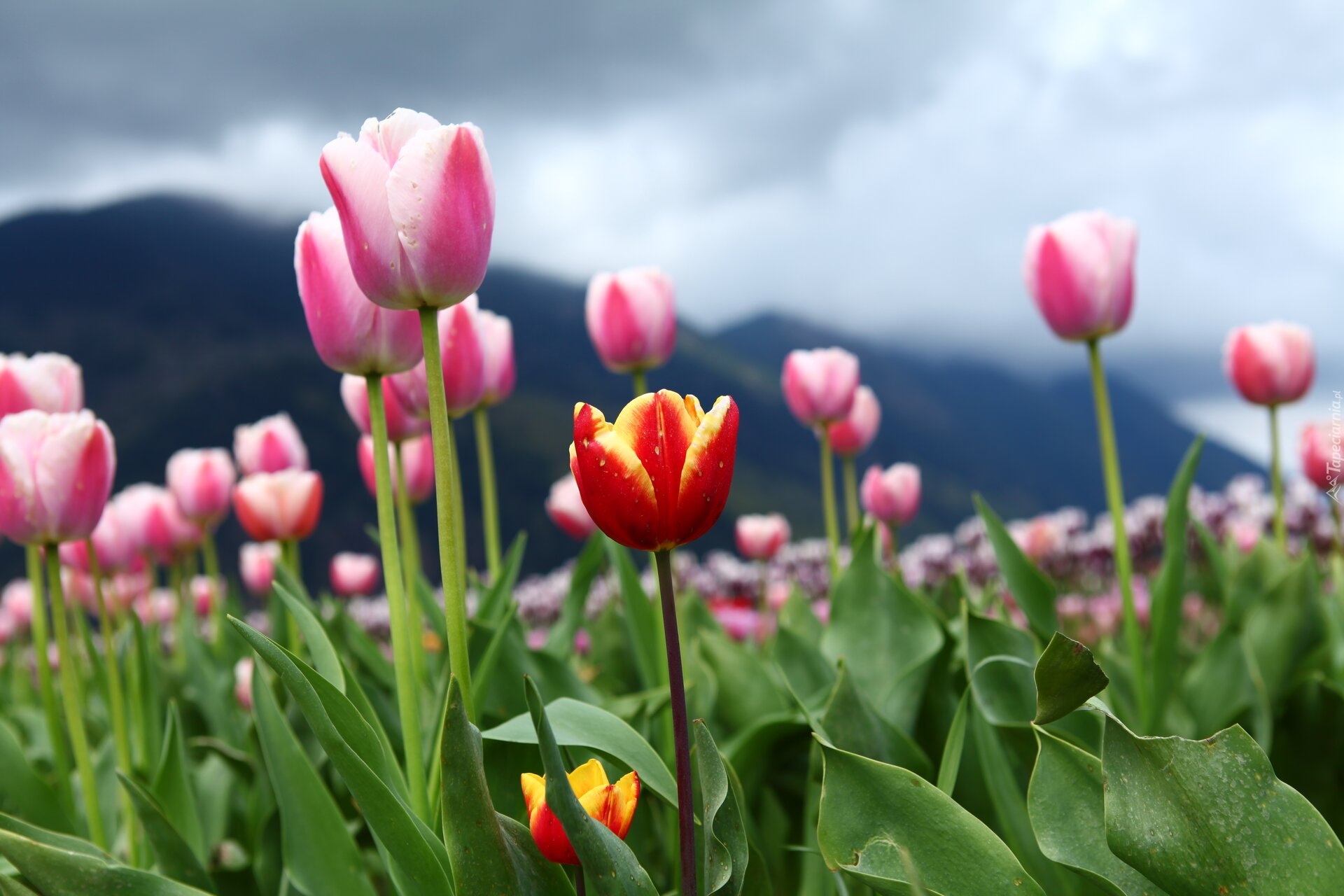 Kwiaty, Różowe, Tulipany, Czerwono-żółty, Tulipan