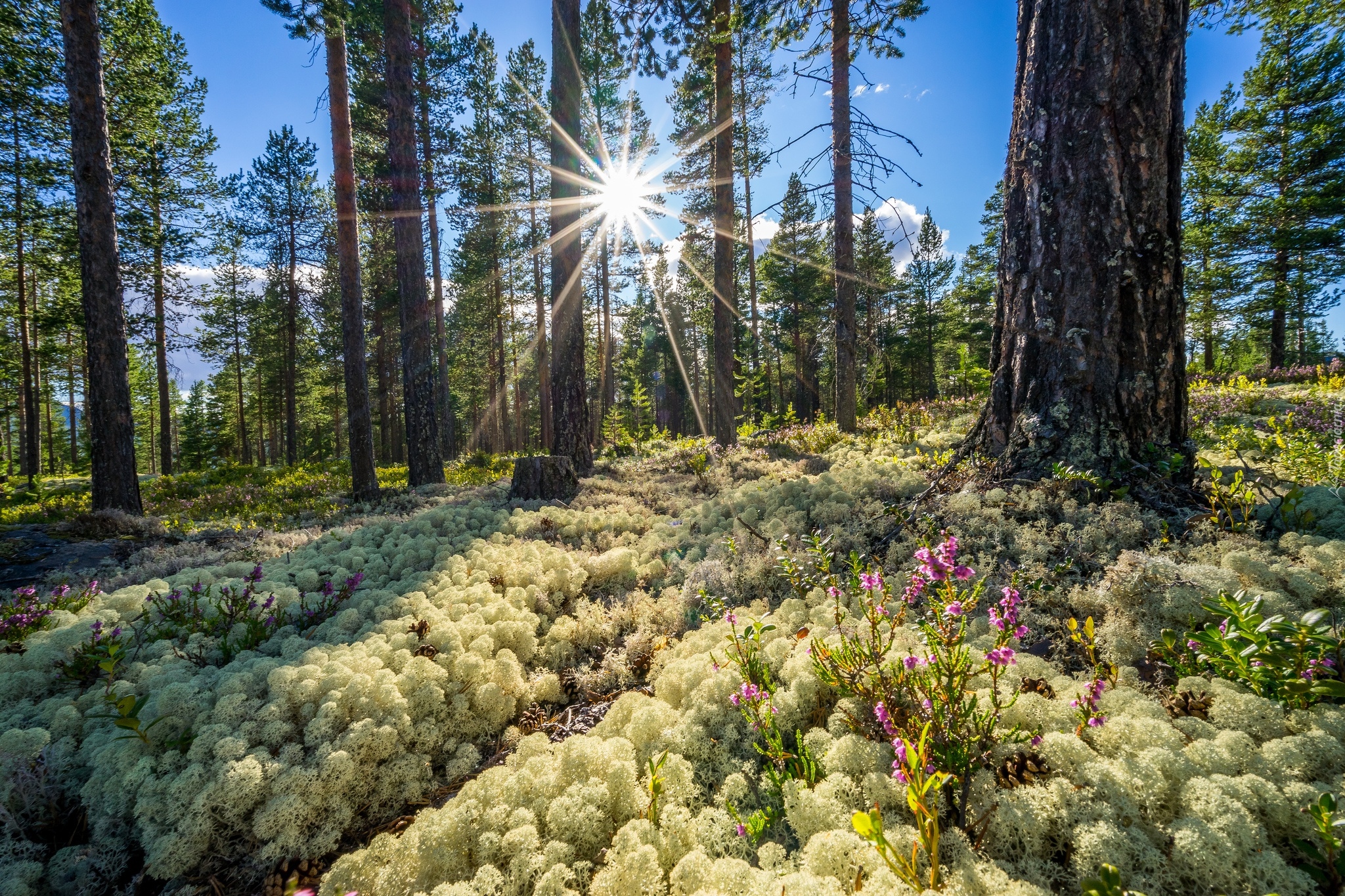 Norwegia, Okręg Buskerud, Las, Wiosna, Wschód słońca
