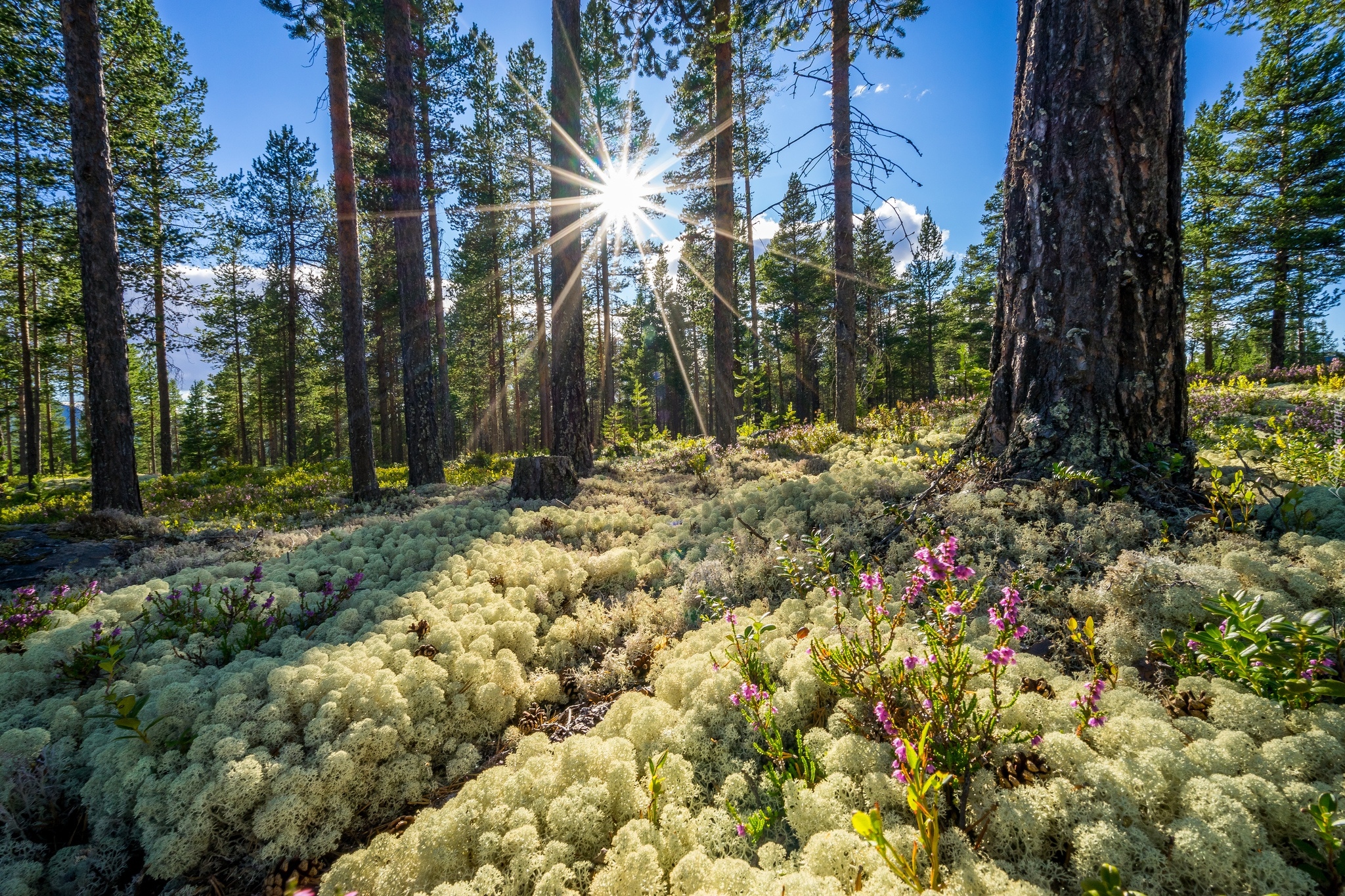 Norwegia, Okręg Buskerud, Las, Wiosna, Wschód słońca