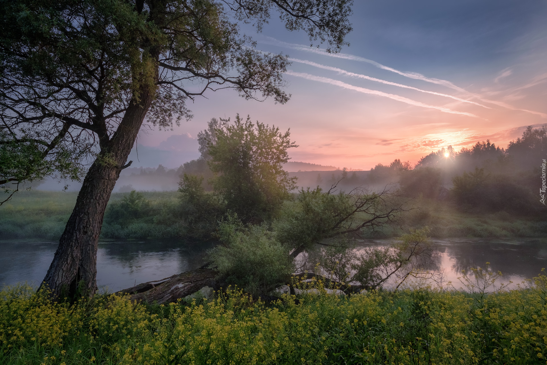 Wiosna, Poranek, Wschód słońca, Drzewa, Mgła, Rzeka Istra, Obwód moskiewski, Rosja