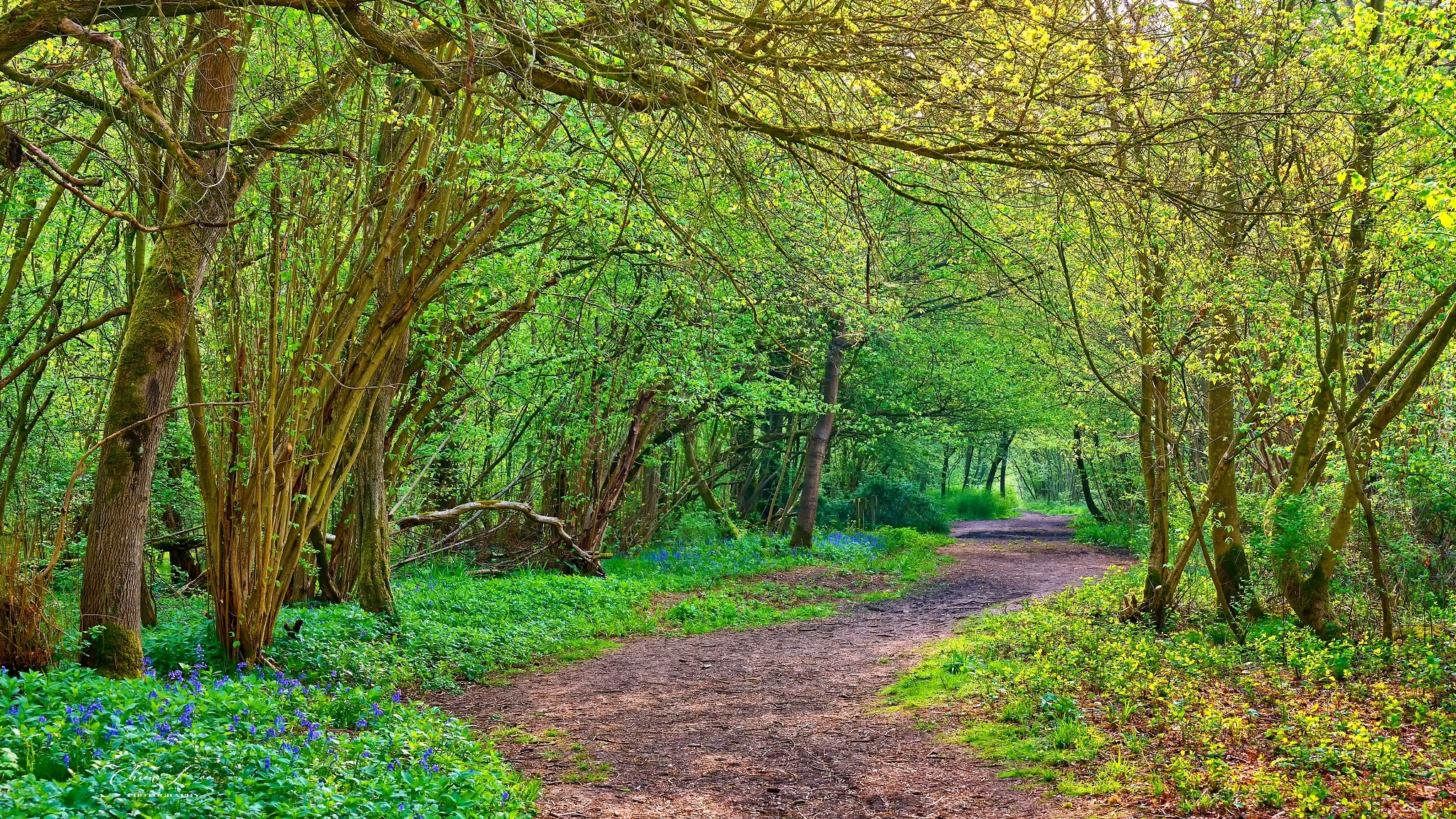 Las, Drzewa, Droga, Kwiaty, Dzwonki, Park, Clapham Park Wood, Bedford, Anglia